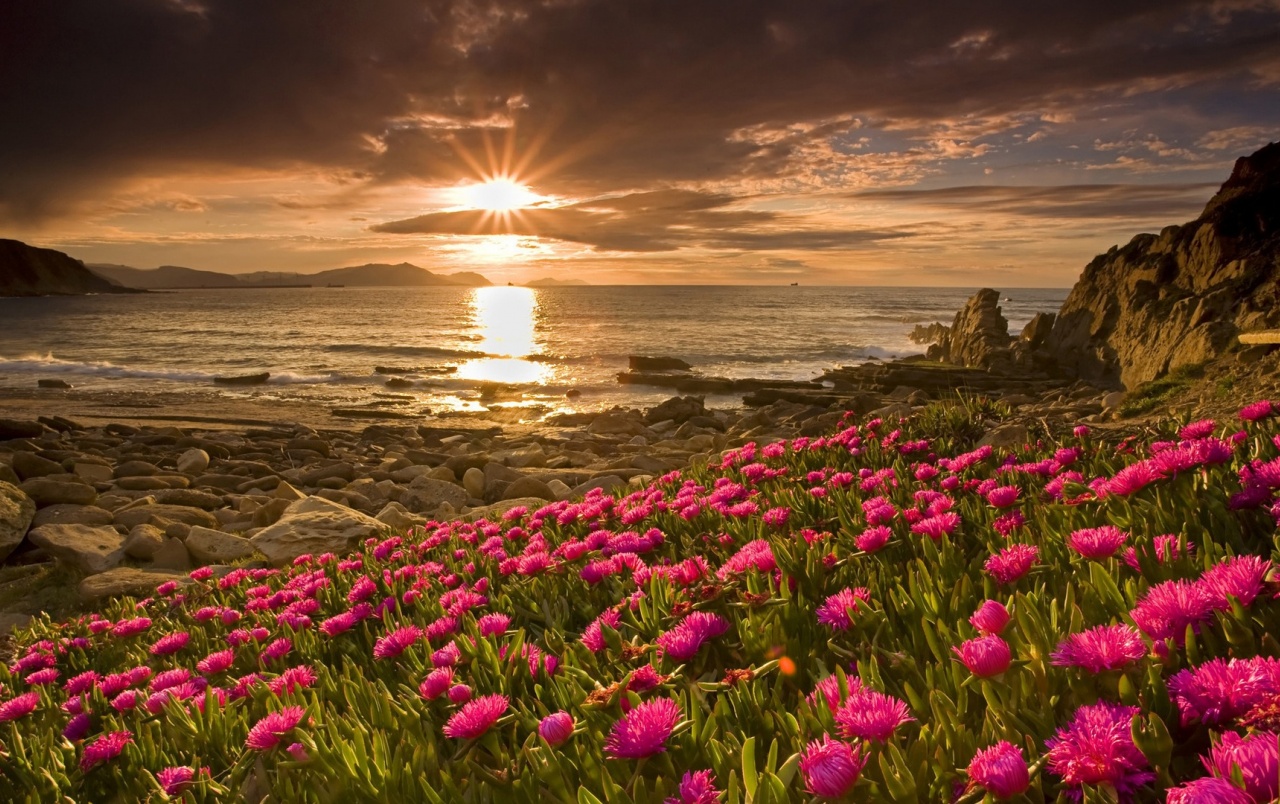 Fiori rosa e alba sul mare, 1280x804 HD, Desktop