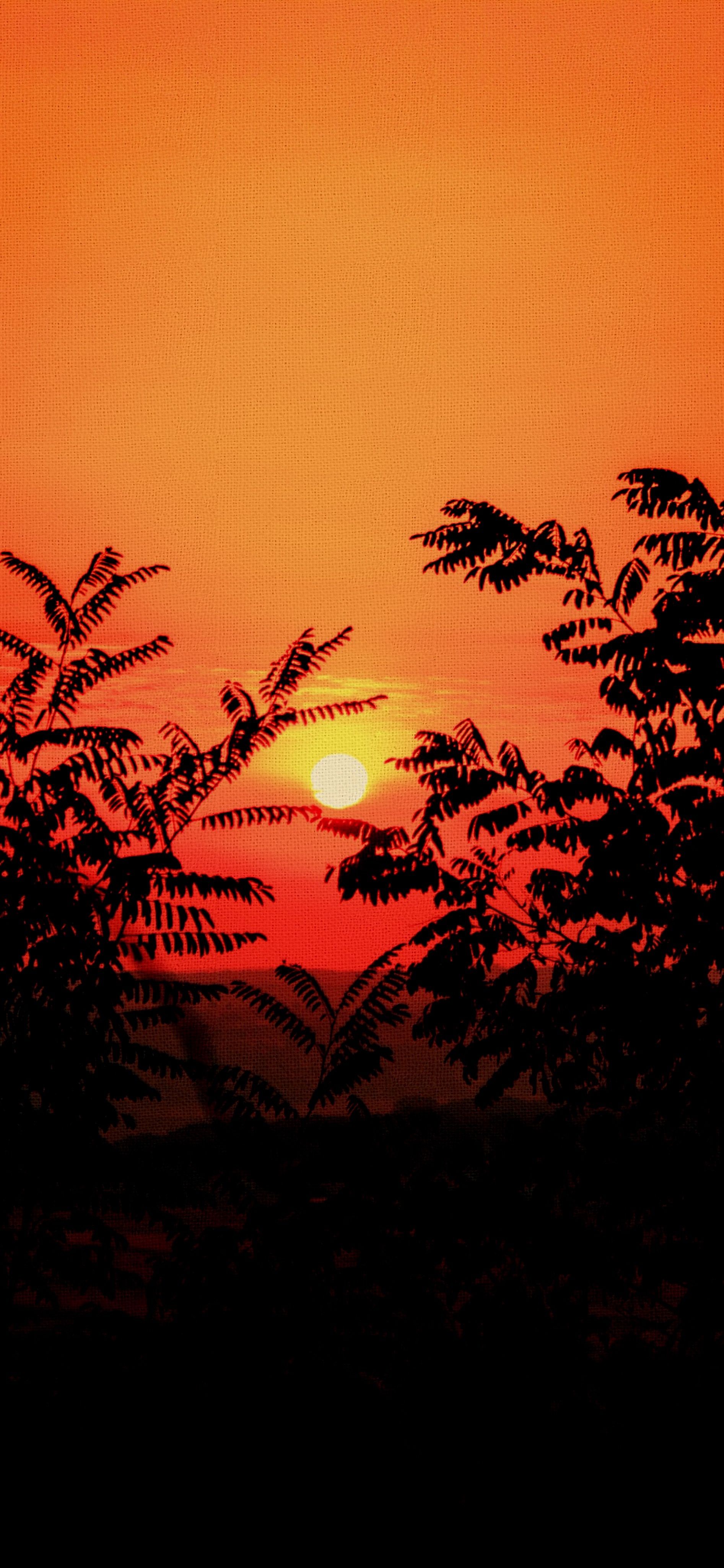 Tramonto arancione con rami silhouette, 1893x4096 Verticale, Telefono