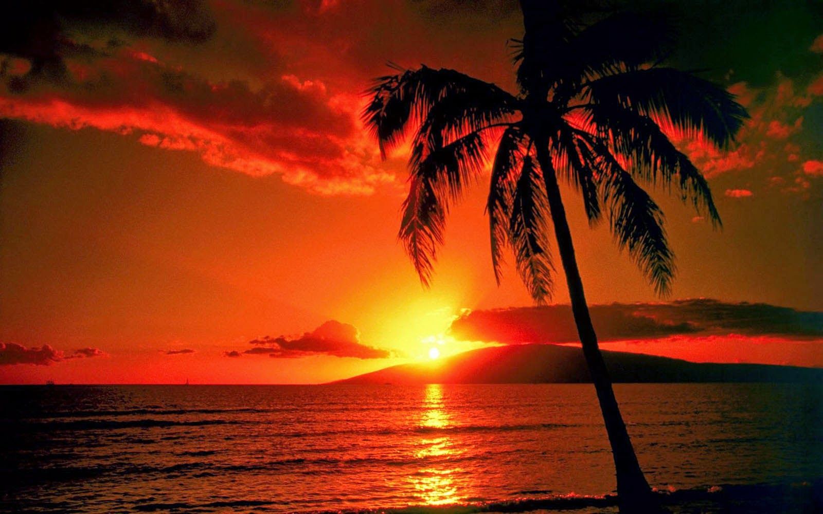 Tramonto arancione con palma, 1600x1000 HD Ready, Laptop