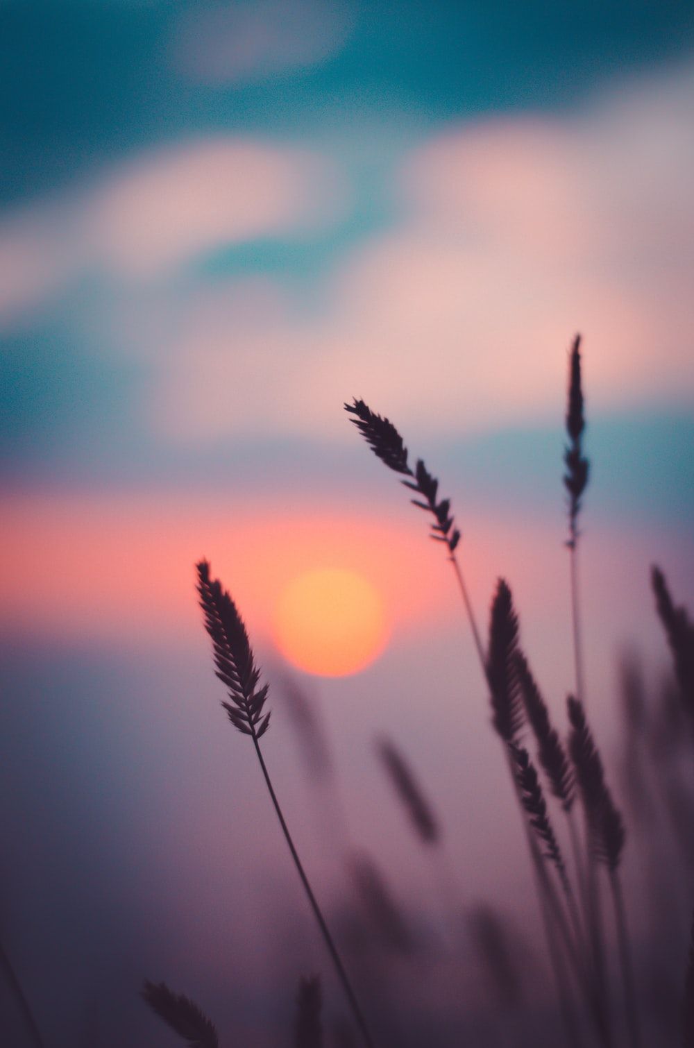 Spighe controluce al tramonto, 1000x1510 Verticale, Xiaomi