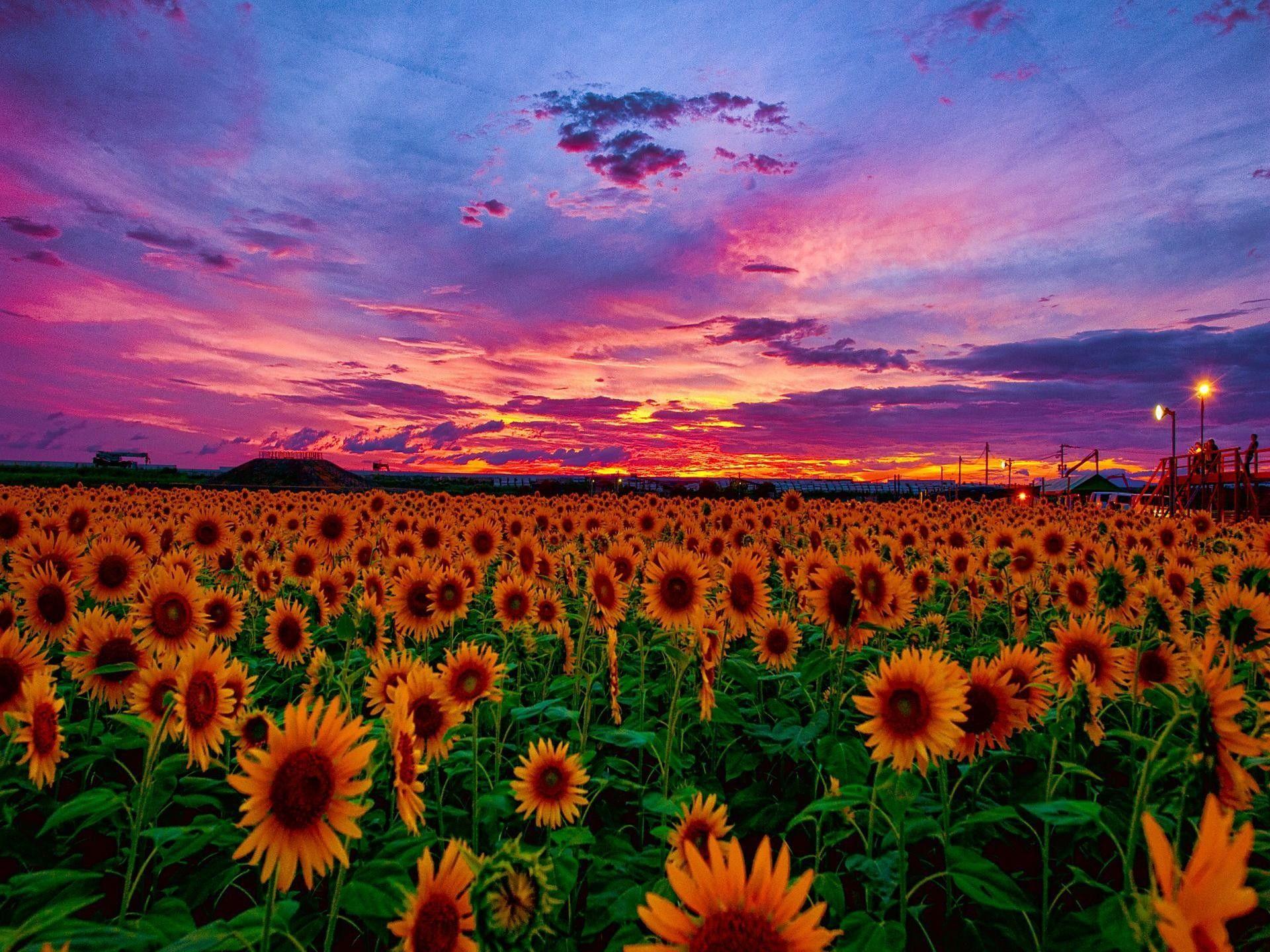 Campo di girasoli al tramonto, 1920x1440 WUXGA, iMac