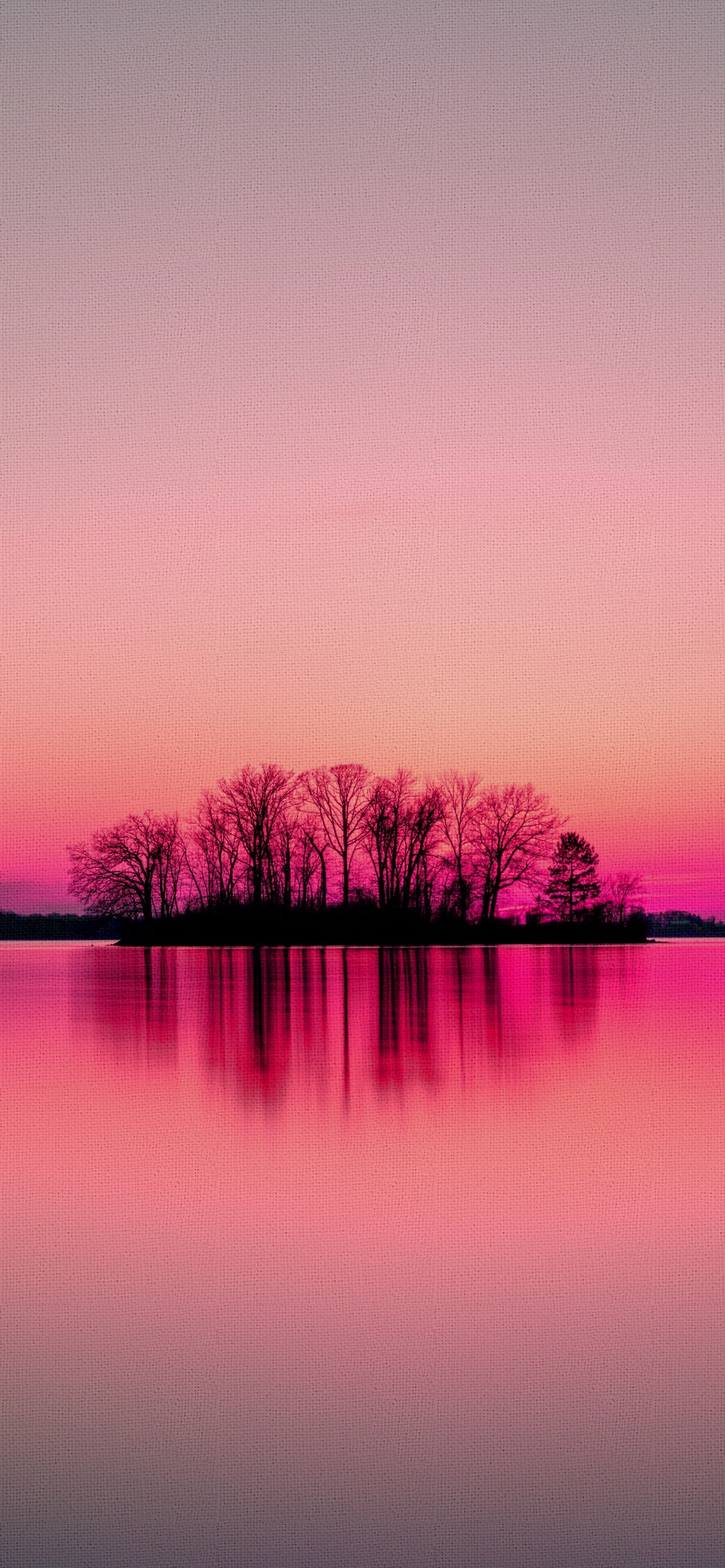 Alberi silhouette tramonto rosa, 1893x4096 Full HD Verticale, Google Pixel