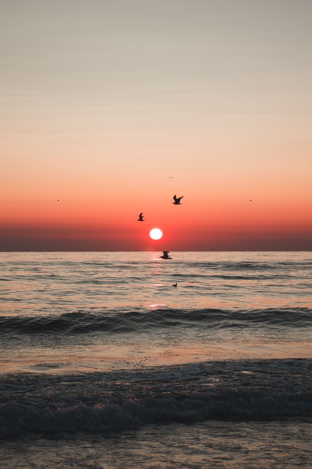 Tramonto sul mare con uccelli, 1000x1500 Verticale, Telefono