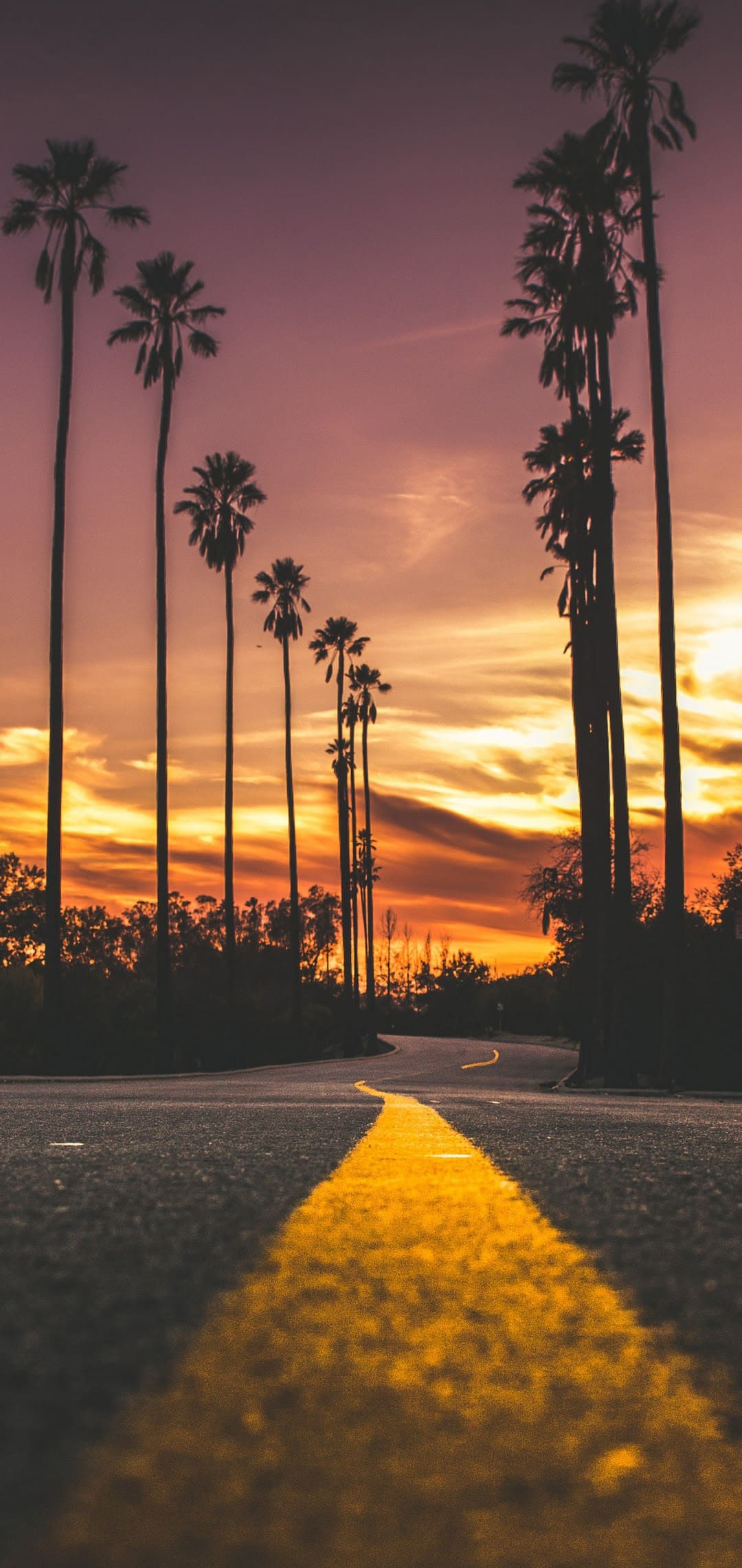 Palme silhouette al tramonto, 1080x2280 Verticale, Mobile
