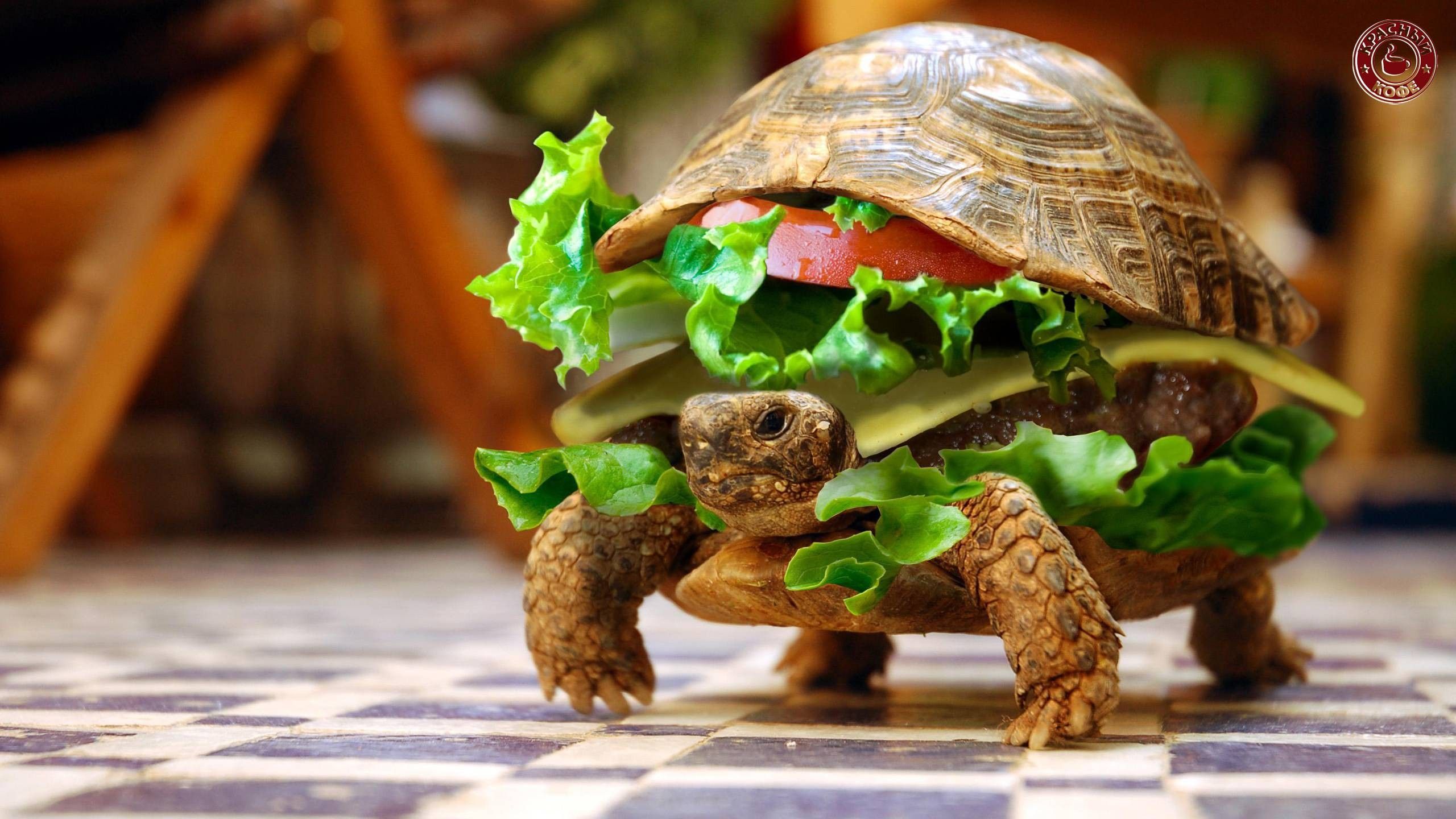 Tartaruga travestita da hamburger, 2560x1440 1440p, Desktop