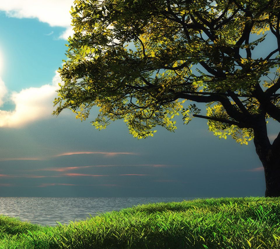 Albero verde su collina, mare, 960x854 HD, Desktop