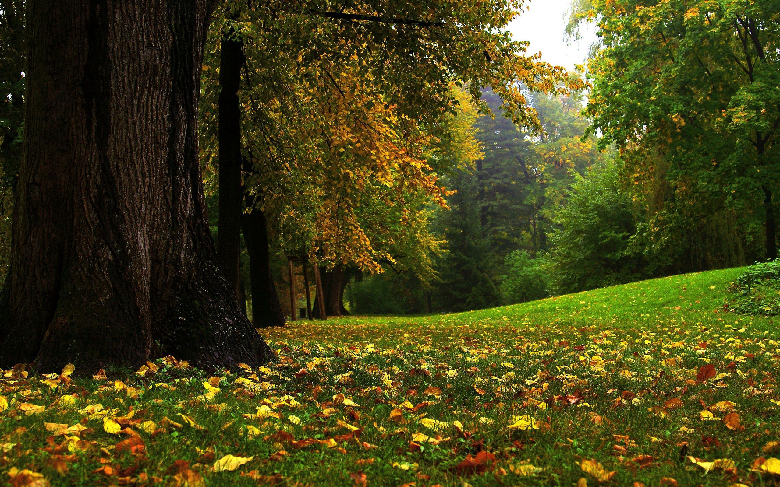 Parco autunnale con foglie, 2560x1600 2K, MacBook Pro
