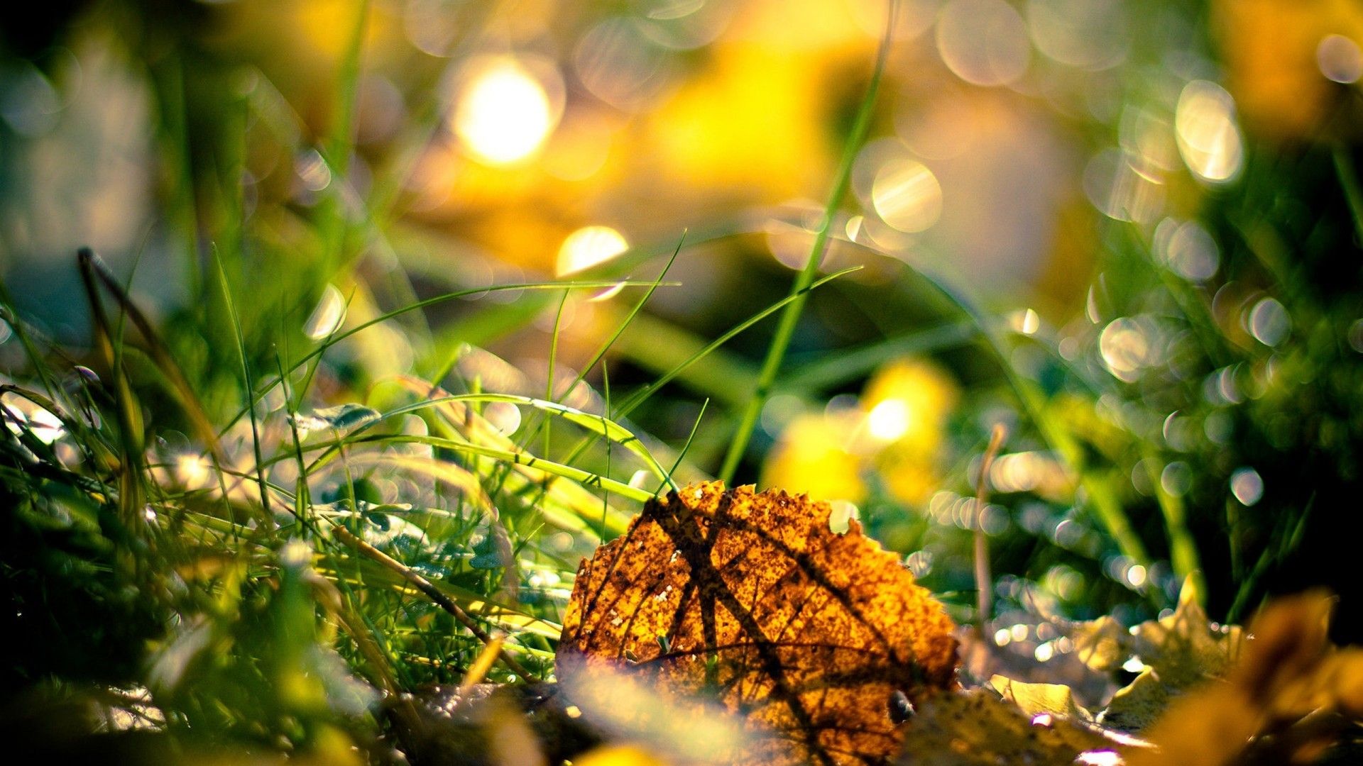 Foglia autunnale su erba, 1920x1080 Full HD 1080p, Laptop