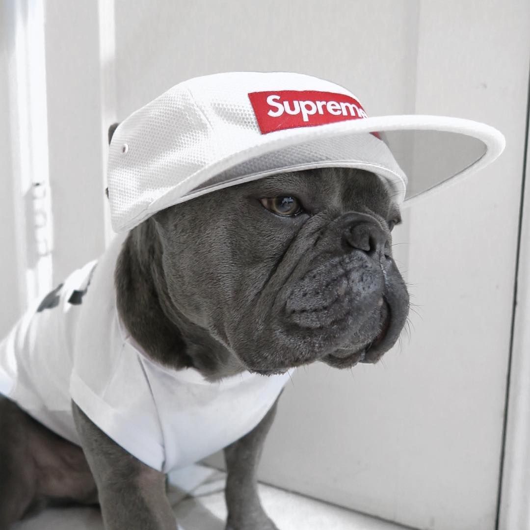 Cane bulldog con cappello Supreme, streetwear, 1080x1080 HD, Desktop