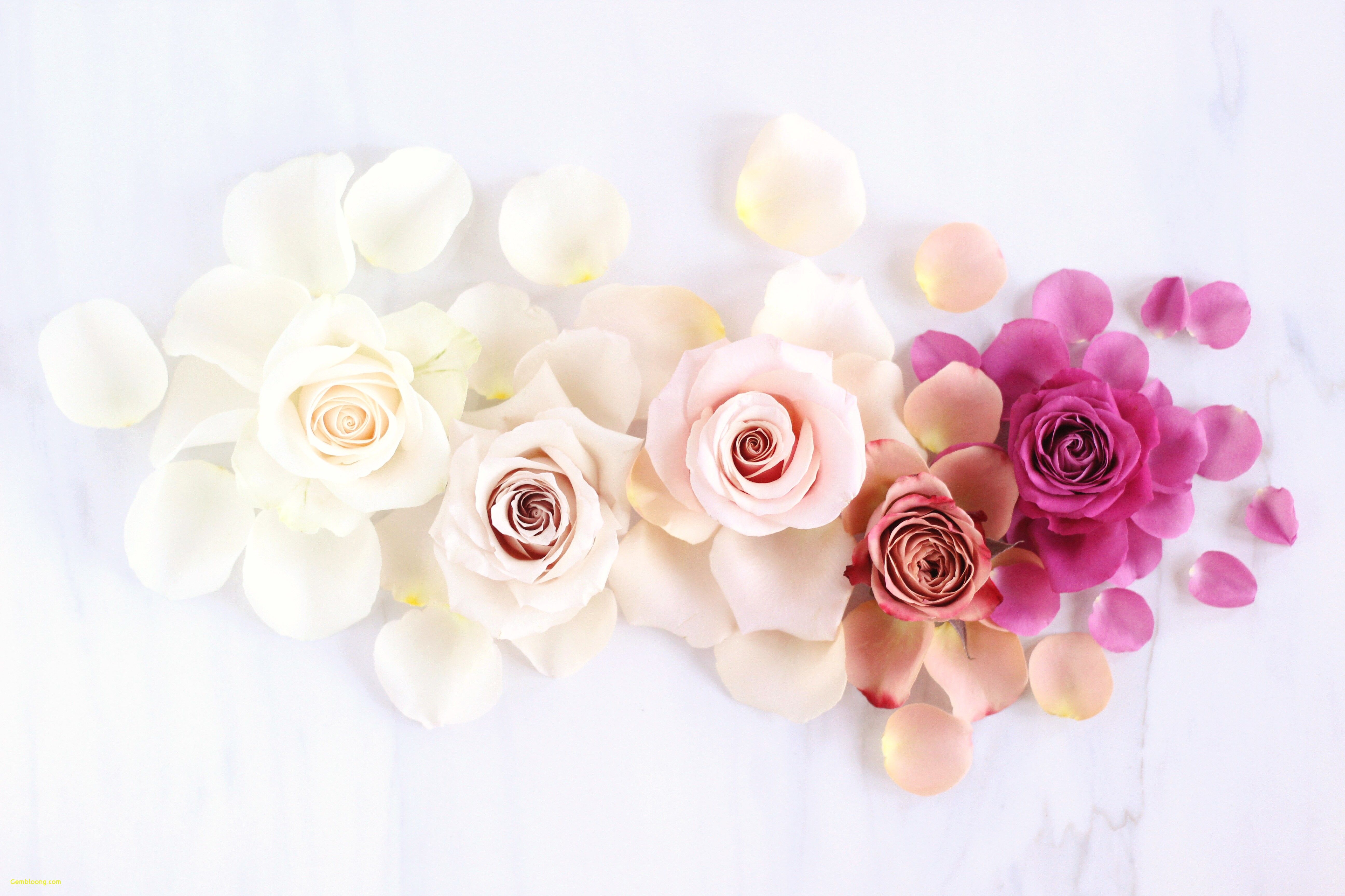 Rose bianche e rosa sfumate, 5184x3456 4K, Smart TV 4K