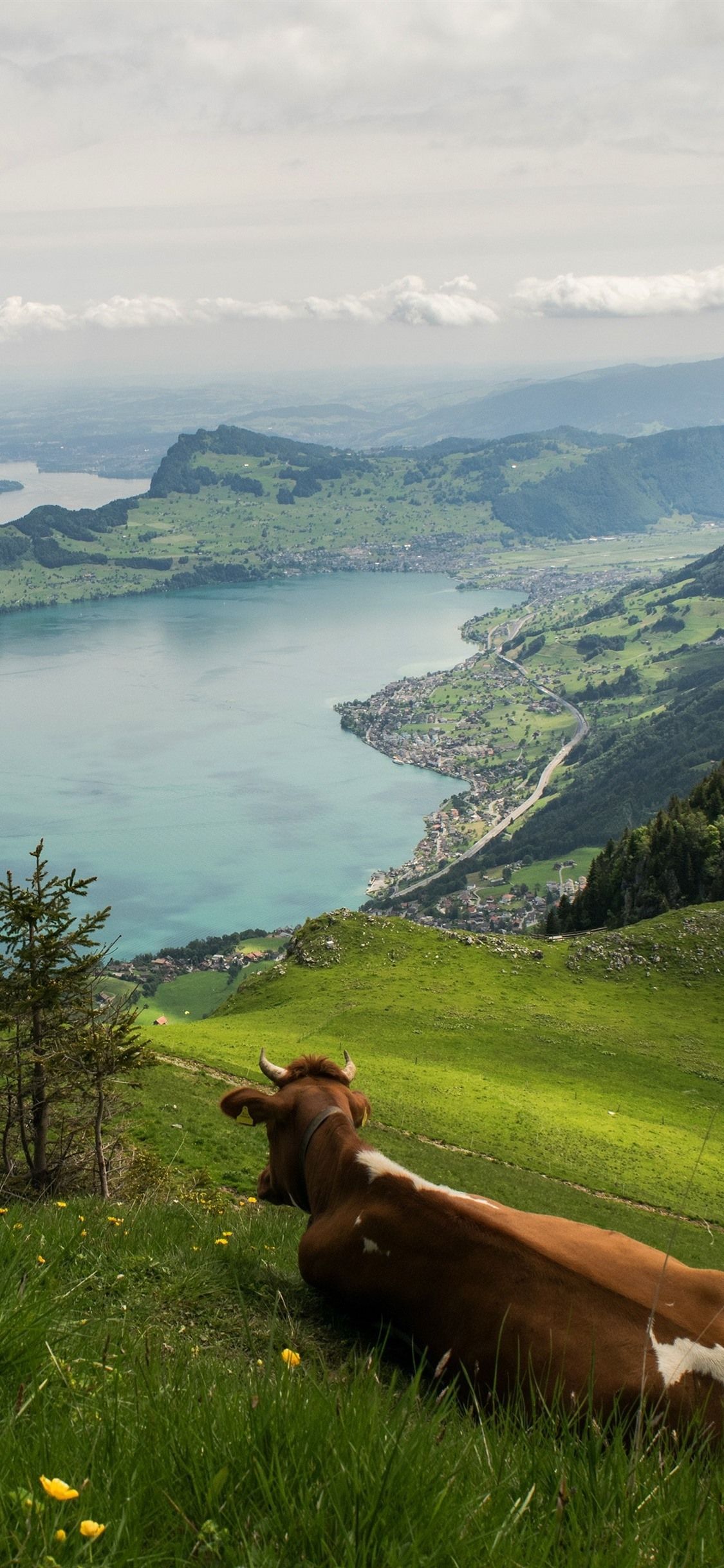 Mucca panorama lago svizzero, 1125x2436 Full HD Verticale, iPhone