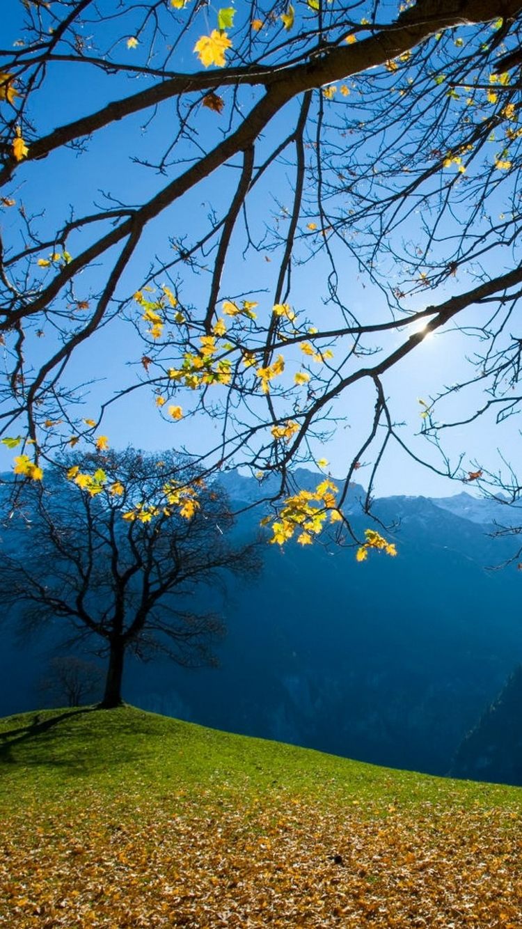 Albero autunnale valle svizzera, 750x1334 Full HD Verticale, iPhone Pro