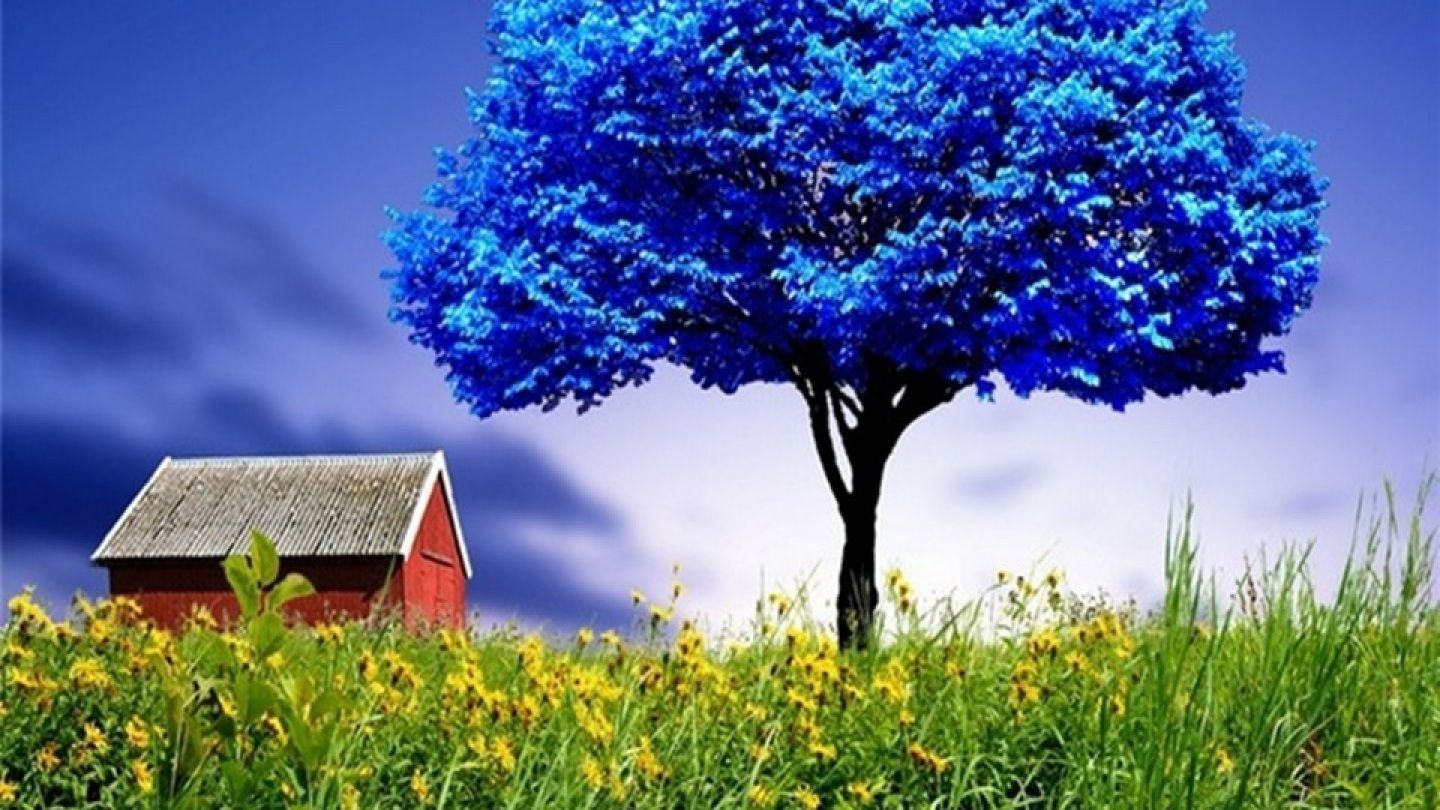 albero blu casa rossa, 1440x810 720p, PC