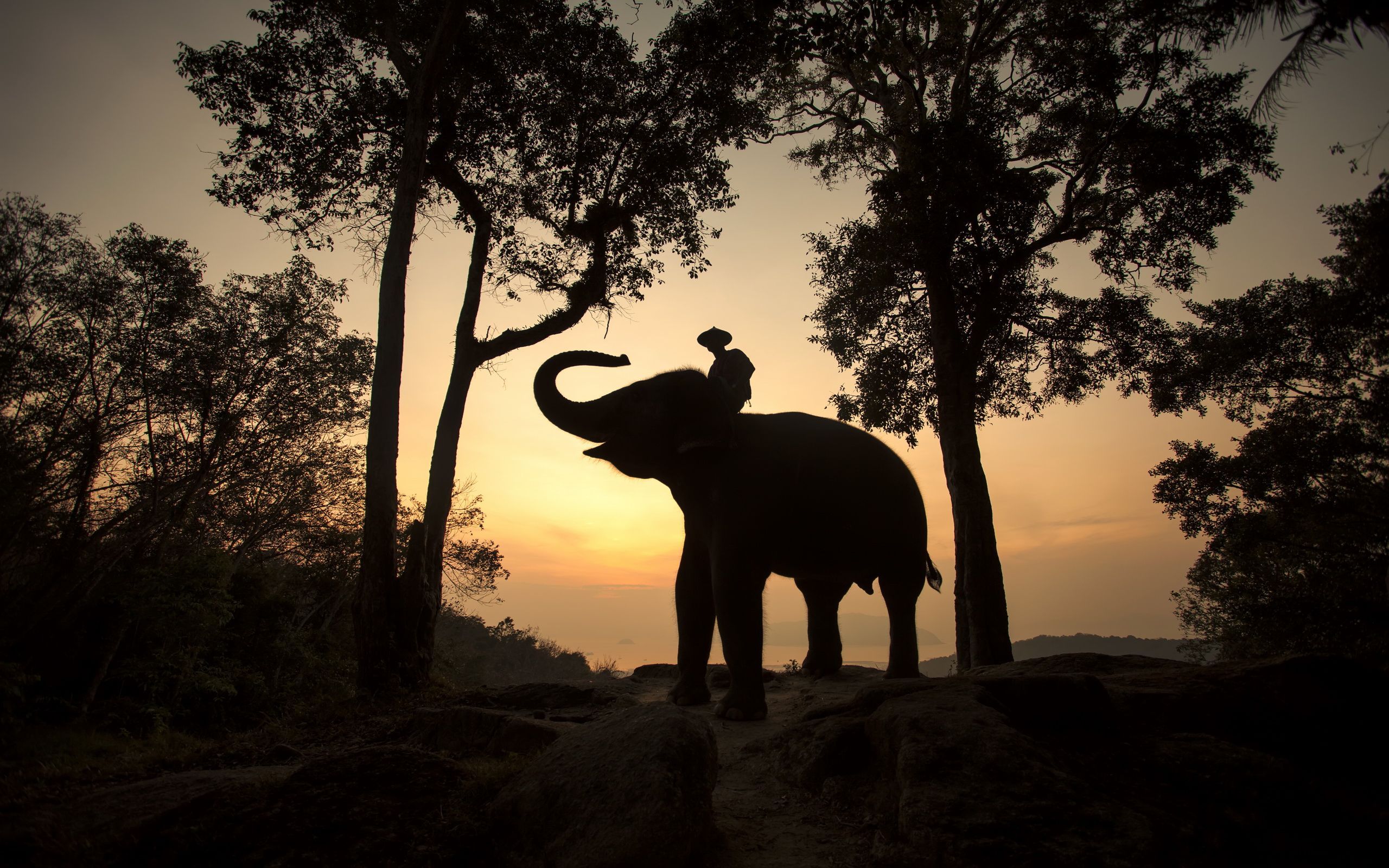 Elefante e cavaliere al tramonto, 2560x1600 WQXGA, PC Desktop