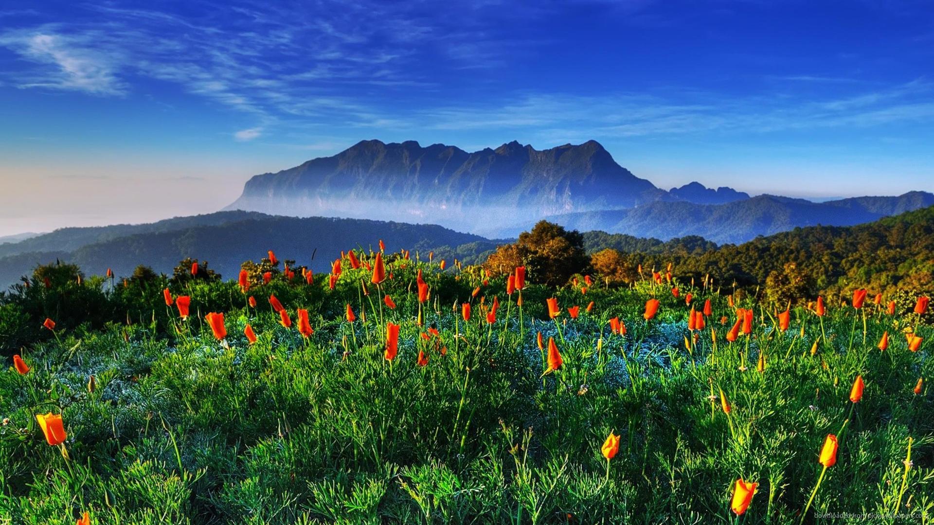 Montagne e fiori arancioni Thailandia, 1920x1080 Full HD, Desktop