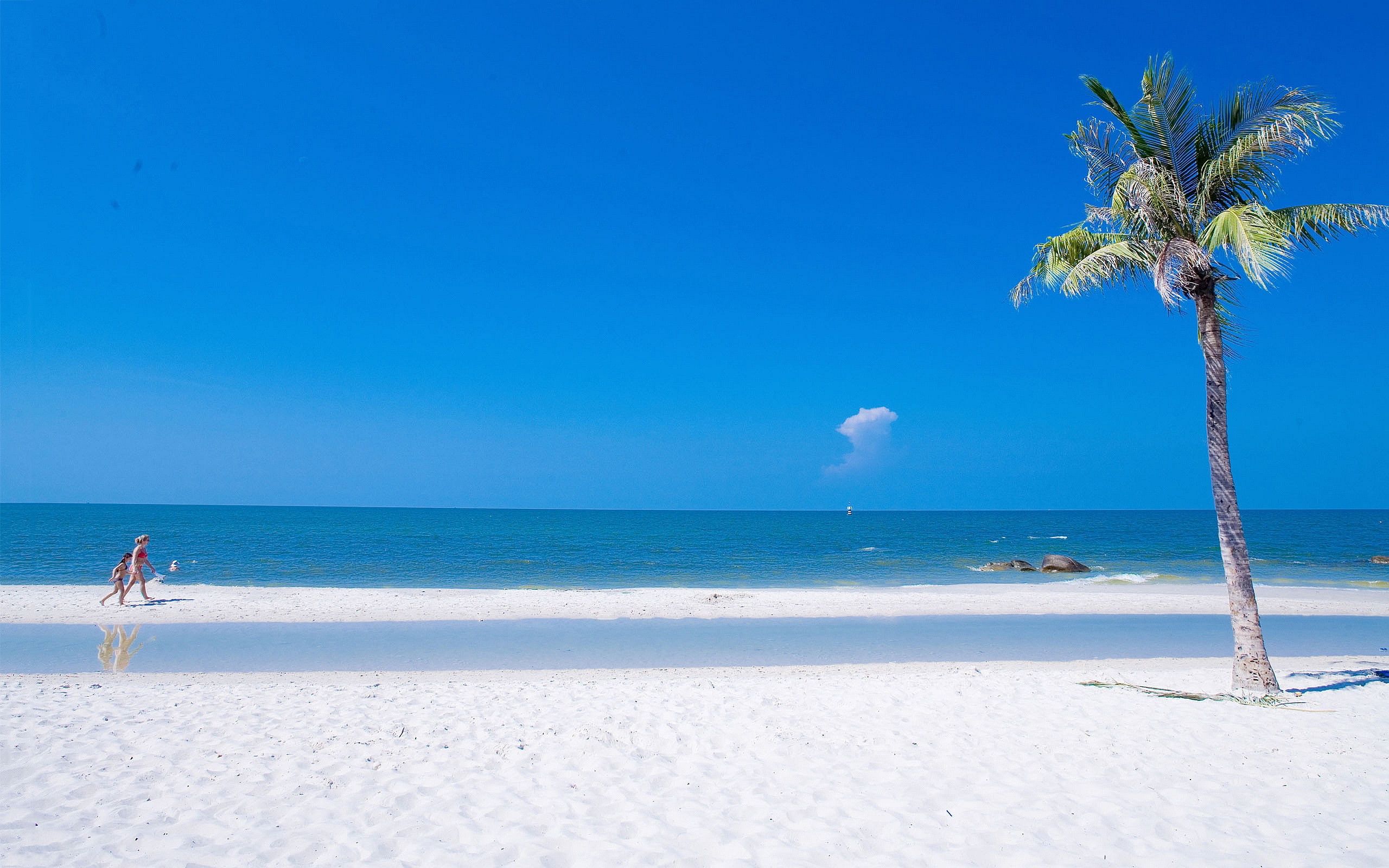 Spiaggia tropicale con palma, 2560x1600 2K+, PC Desktop