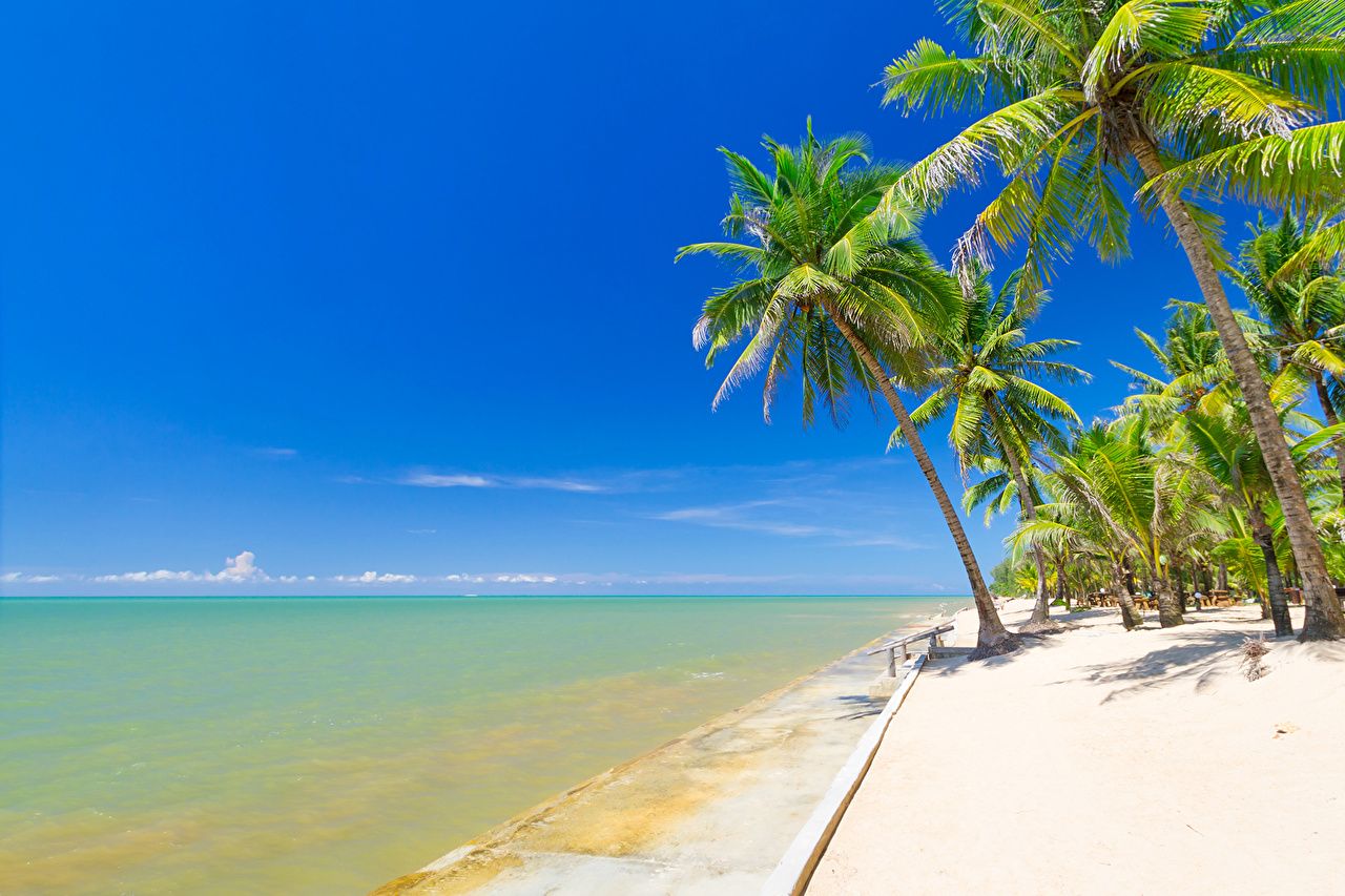 Spiaggia tropicale con palme, 1280x853 720p, Monitor Gaming