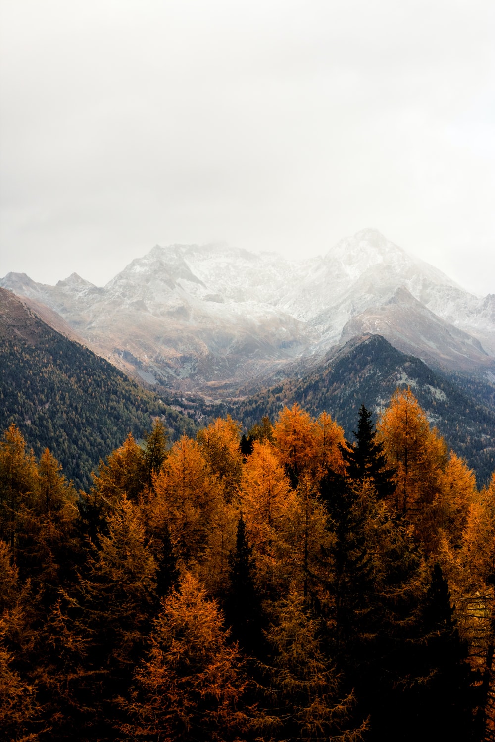 Viale alberato foglie rosse autunno, 934x2048 Full HD Verticale, Samsung Galaxy