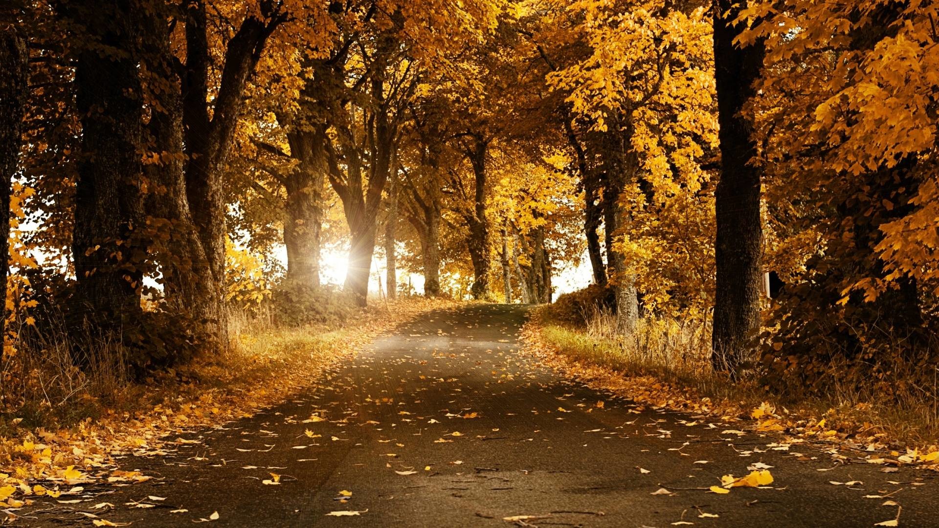 Foresta autunnale con luce dorata, 1440x2560 Full HD Verticale, iPhone
