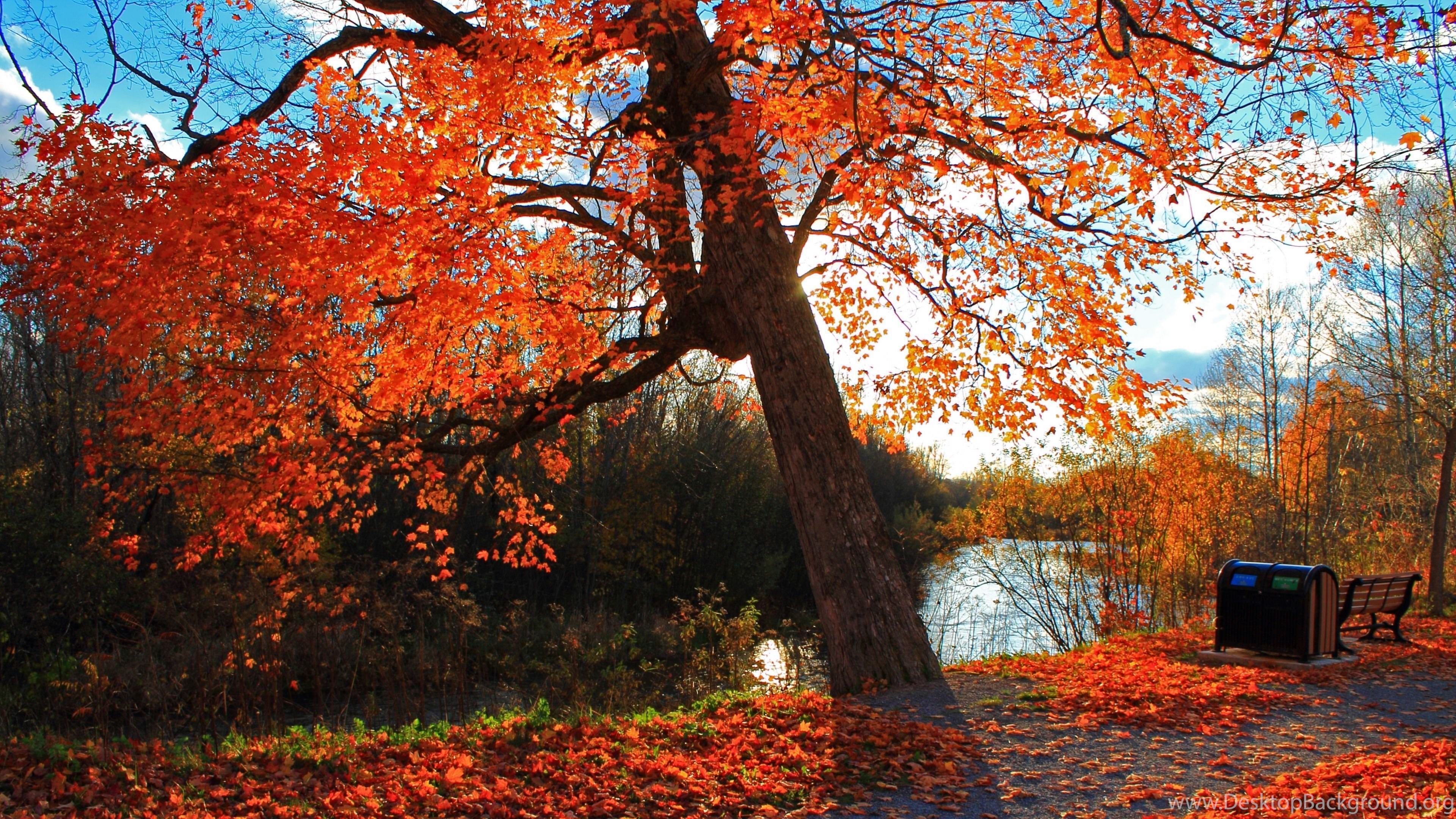Viale alberato autunnale nebbioso, 3840x2160 4K Ultra HD, Monitor 4K