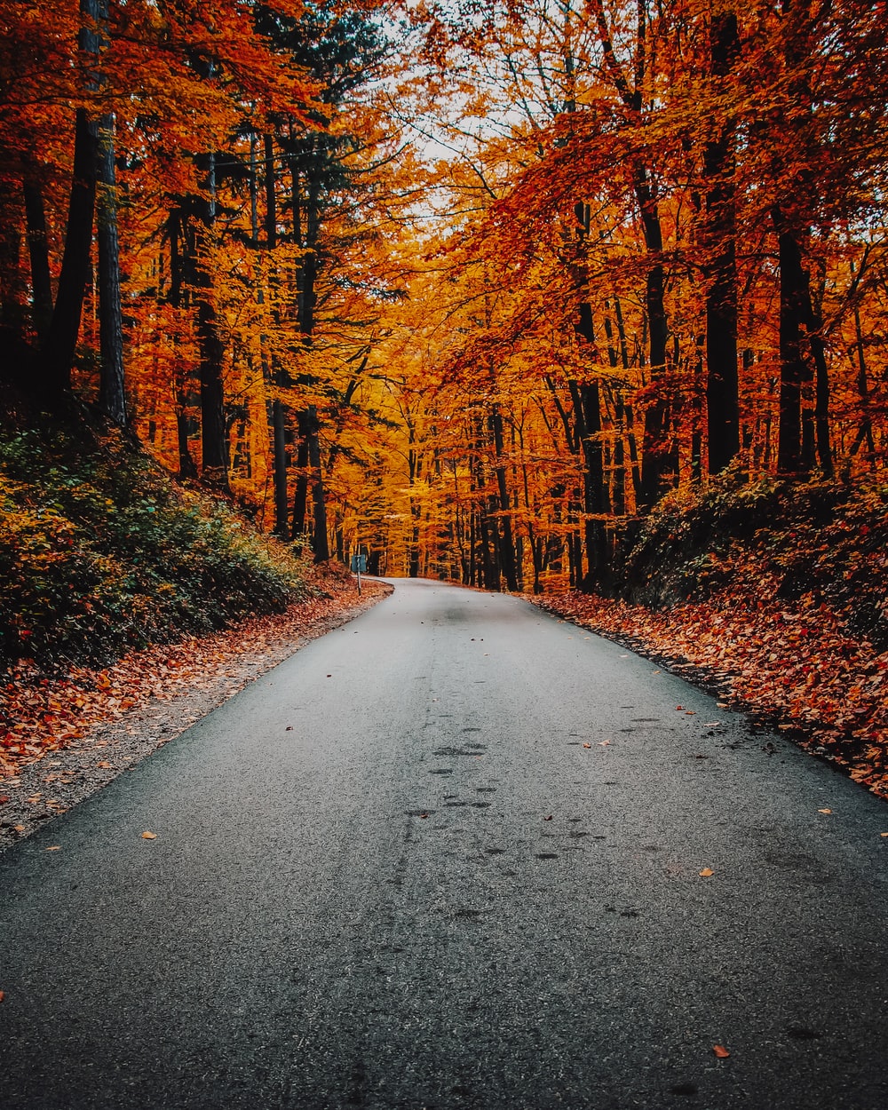 Strada tra alberi autunnali, 1000x1250 Verticale, Mobile