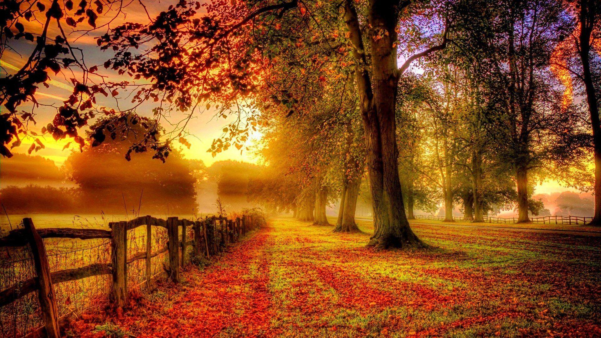 Strada nel bosco autunnale, 1000x1250 Full HD Verticale, iPhone