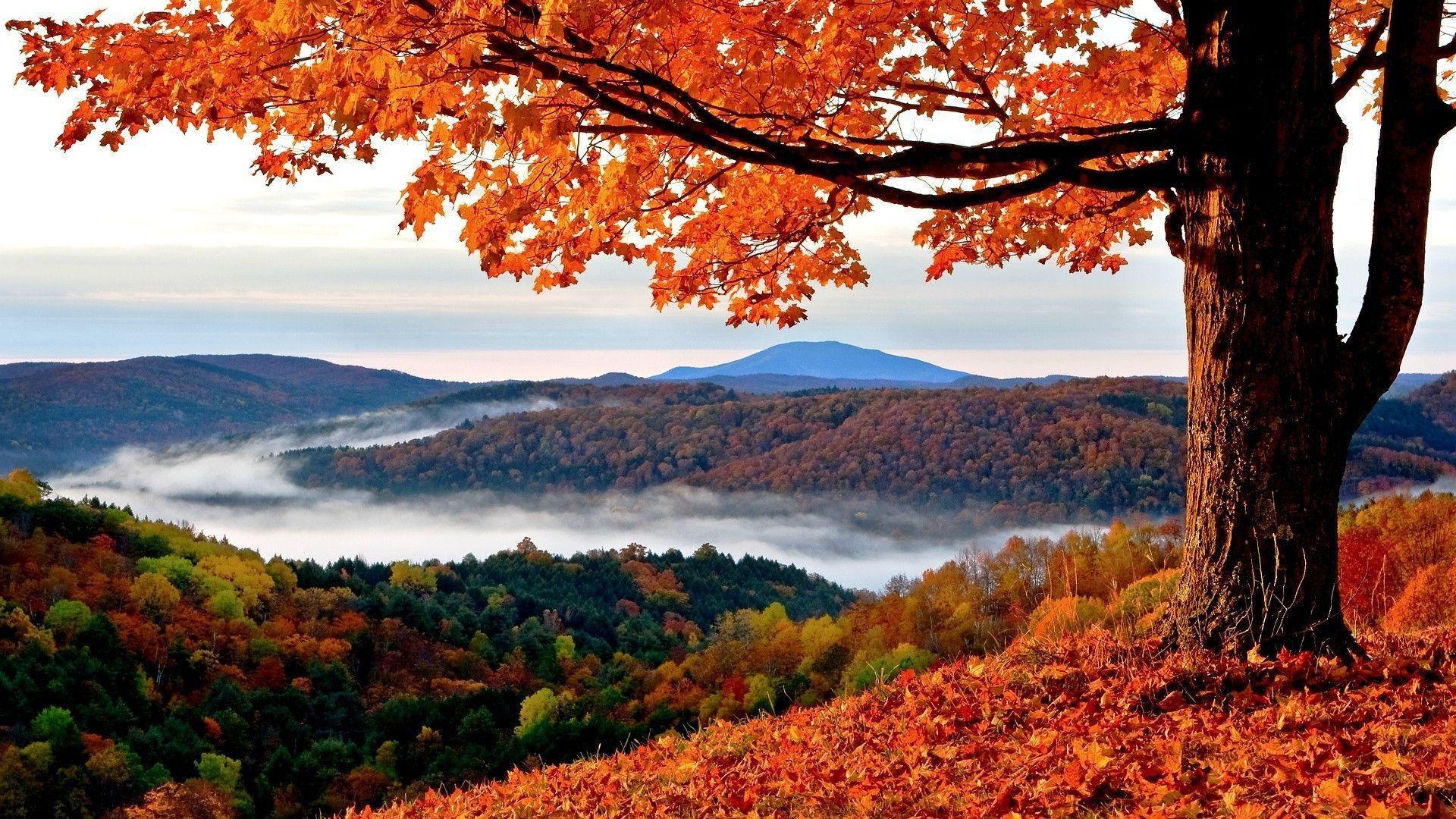 Valle autunnale con nebbia, 1920x1080 1080p, PC Desktop