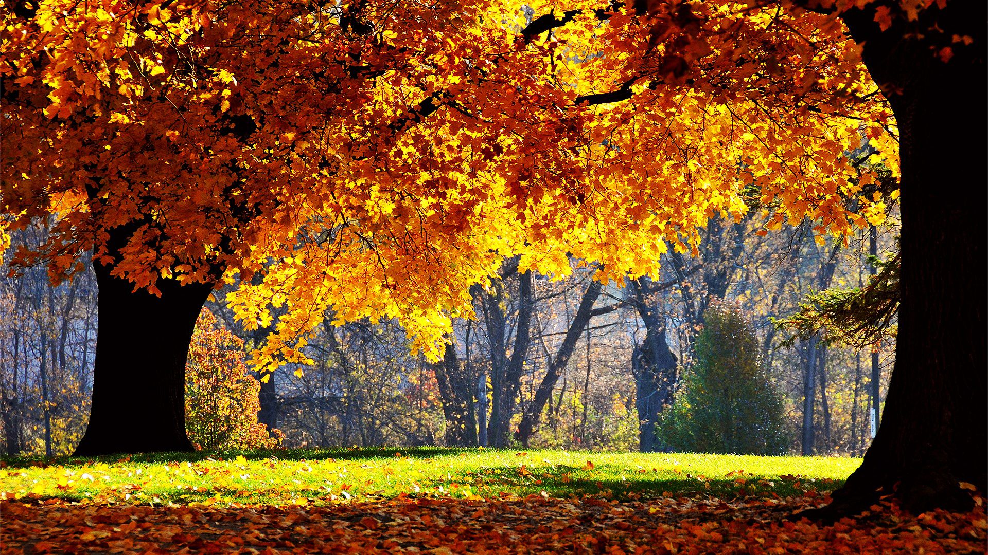 Albero autunnale su lago nebbioso, 1000x1333 Full HD Verticale, Smartphone
