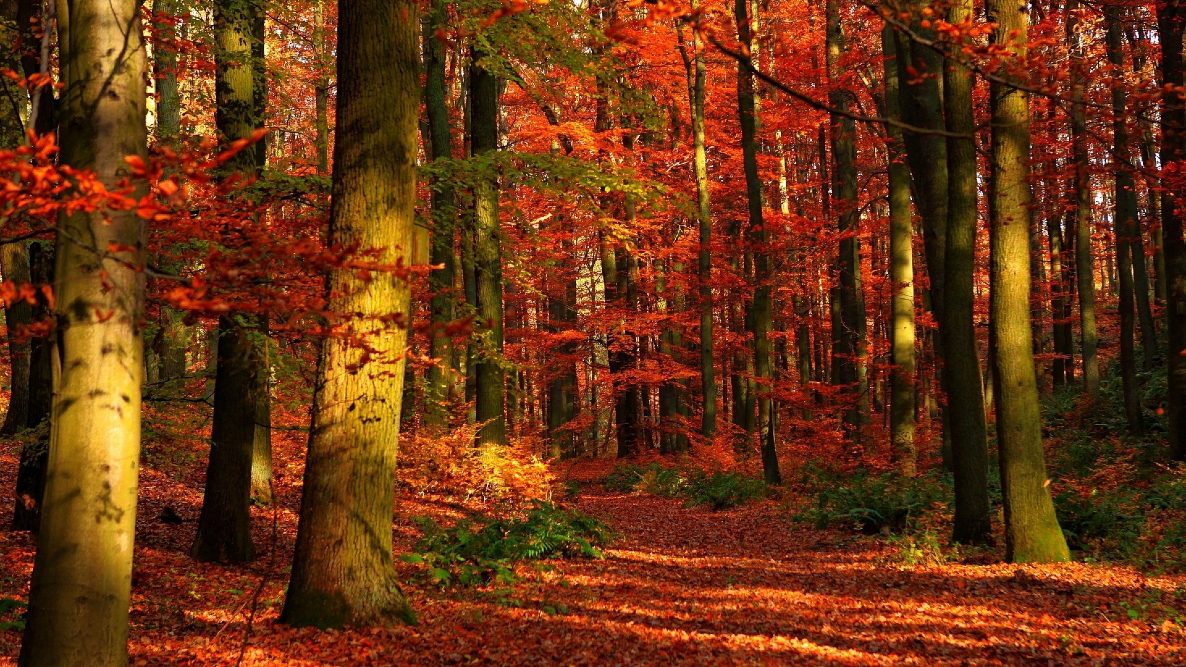 Albero autunnale foglie arancioni, 1920x1080 Full HD 1080p, Desktop
