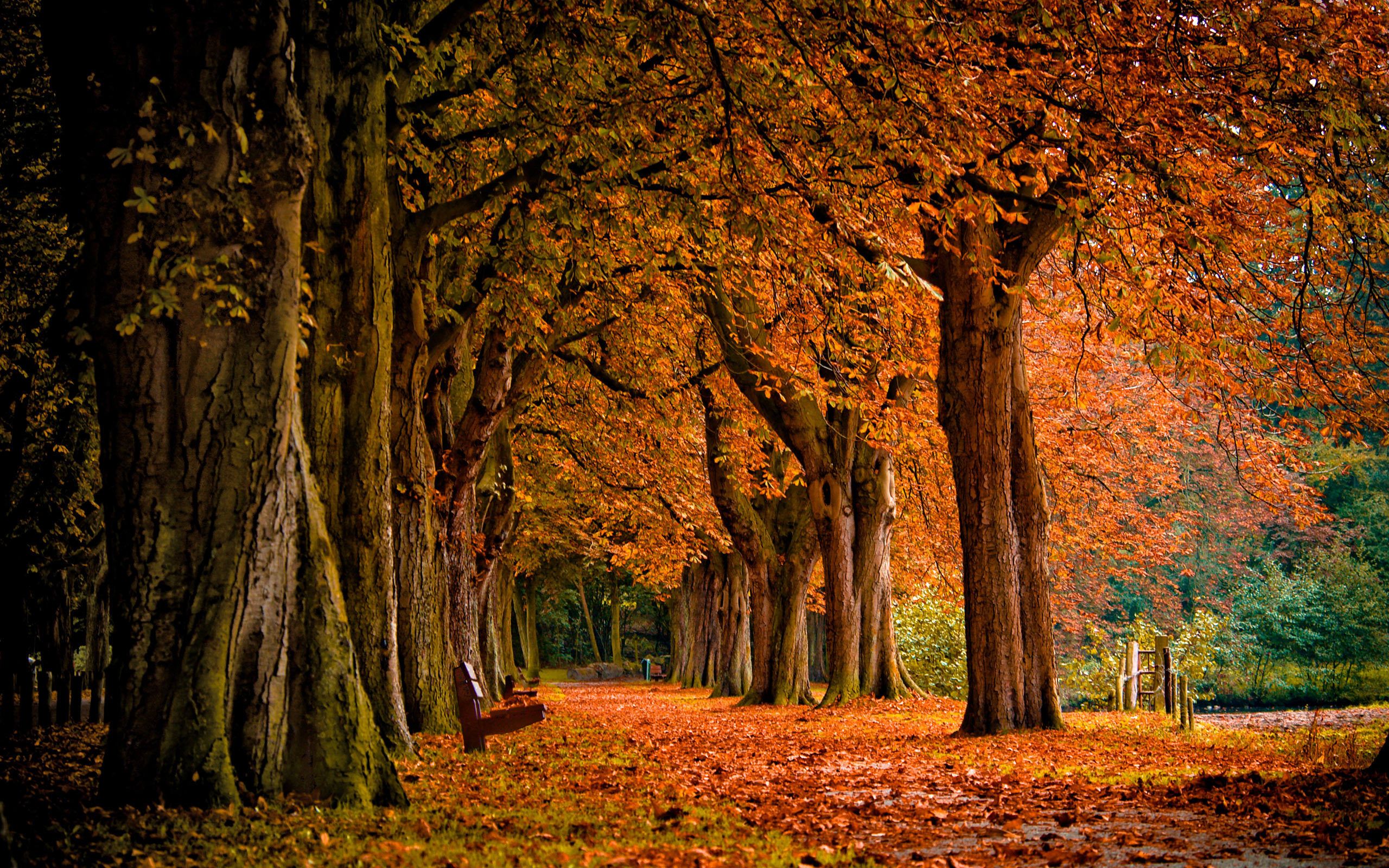 Foresta autunnale foglie rosse, 3840x2160 UHD, Monitor 4K