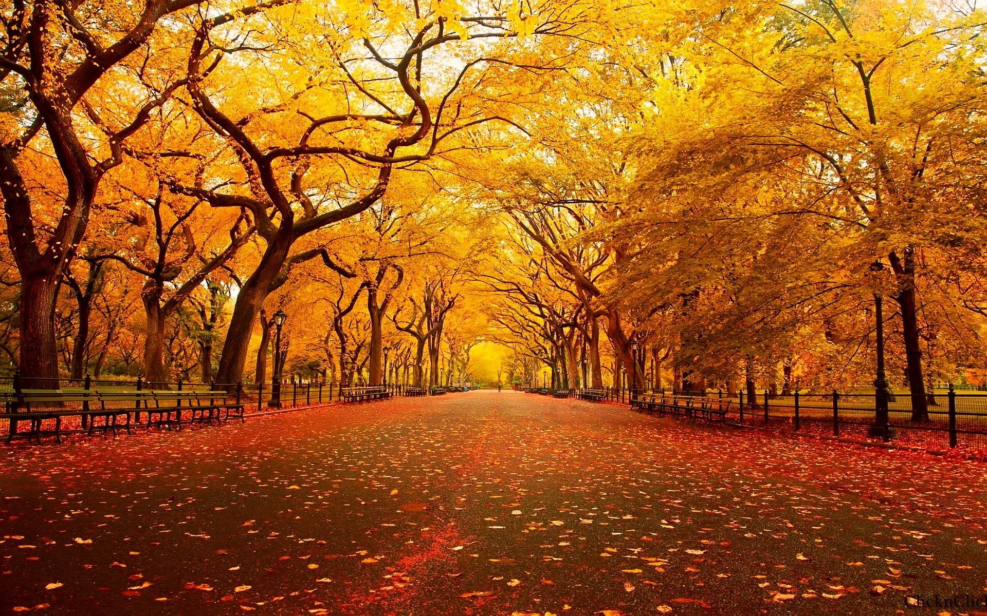 Viale alberato autunnale foglie dorate, 1920x1200 Full HD+ WUXGA, Desktop