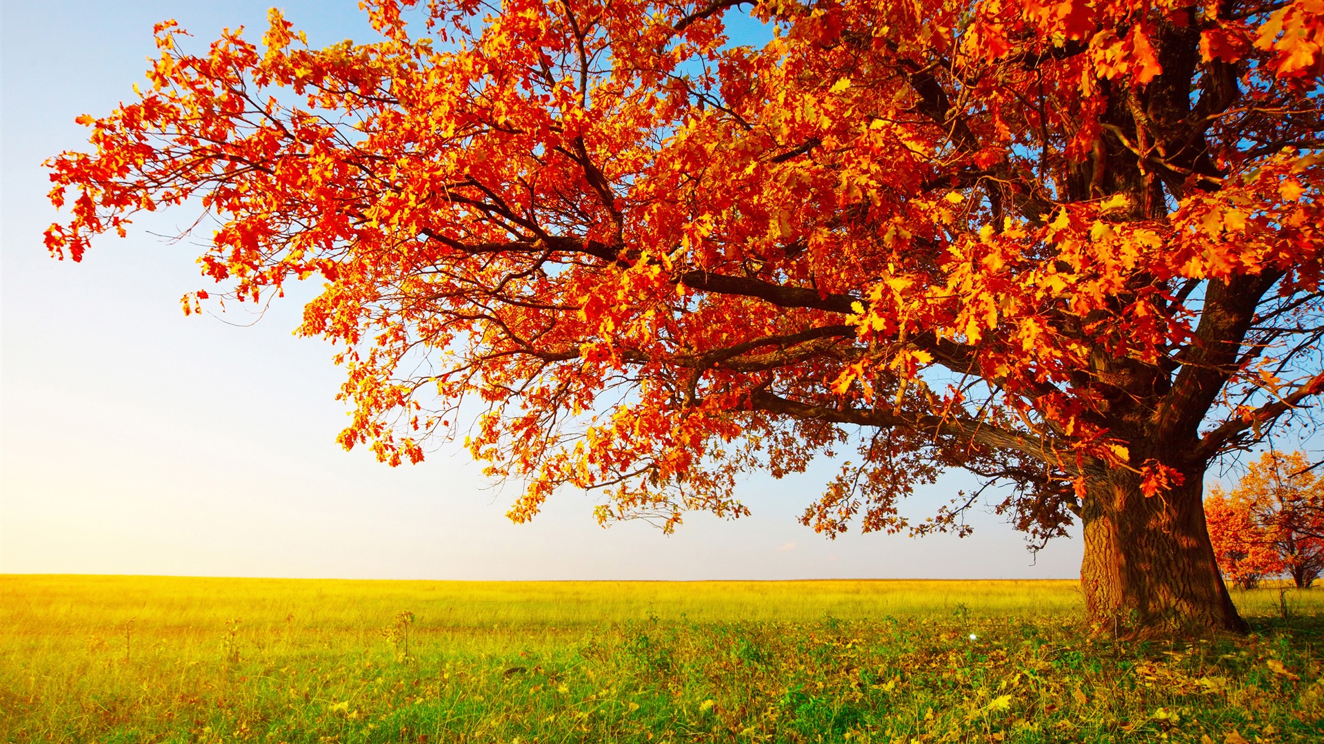 Sentiero autunnale alberi gialli, 1600x1200 HD Ready, Laptop