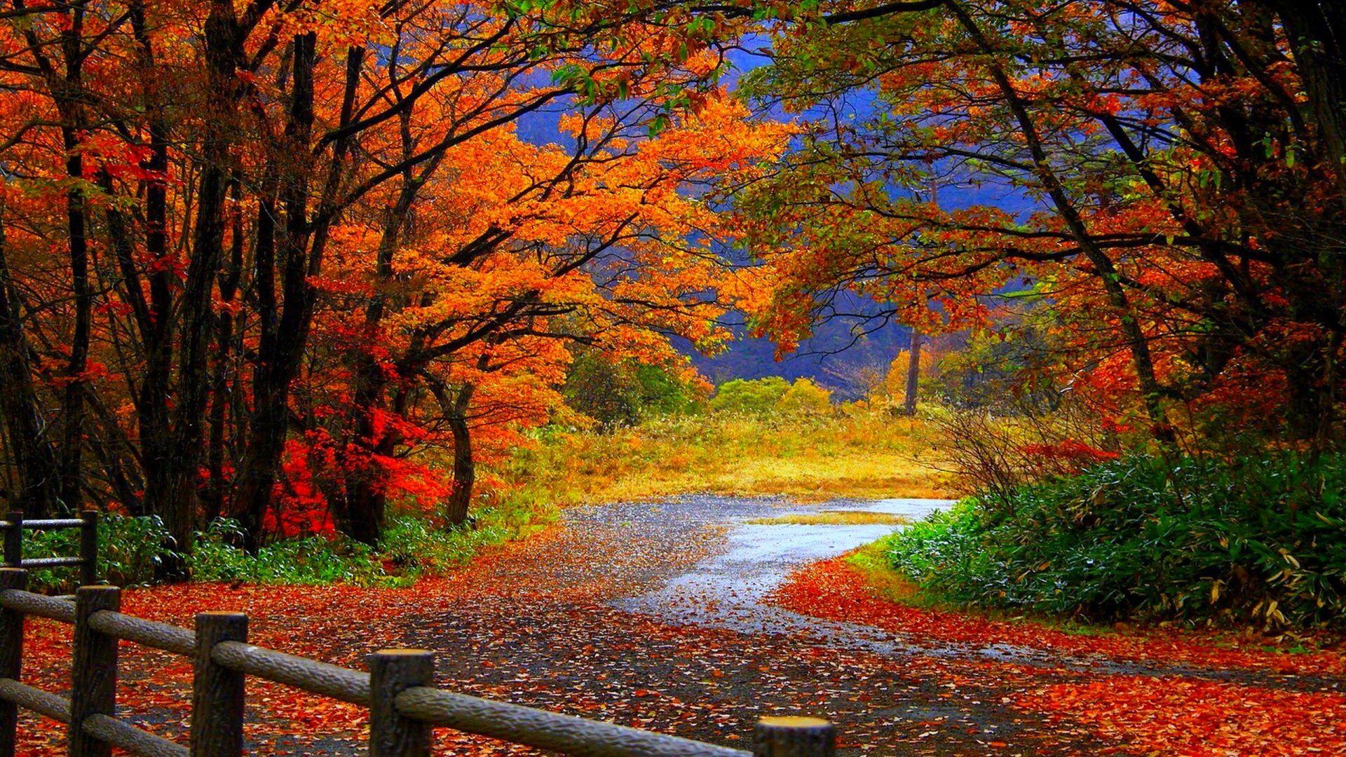 Albero autunnale foglie rosse campo, 1920x1080 Full HD, Desktop
