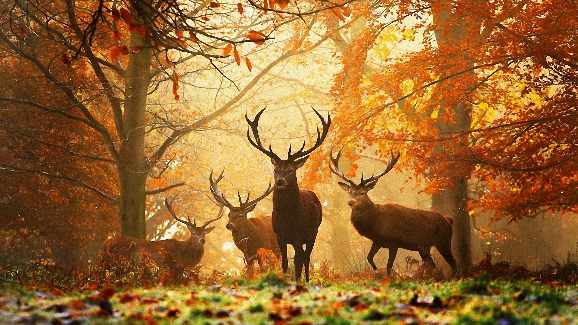 cervi nella foresta autunnale, 1920x1080 Full HD, Laptop