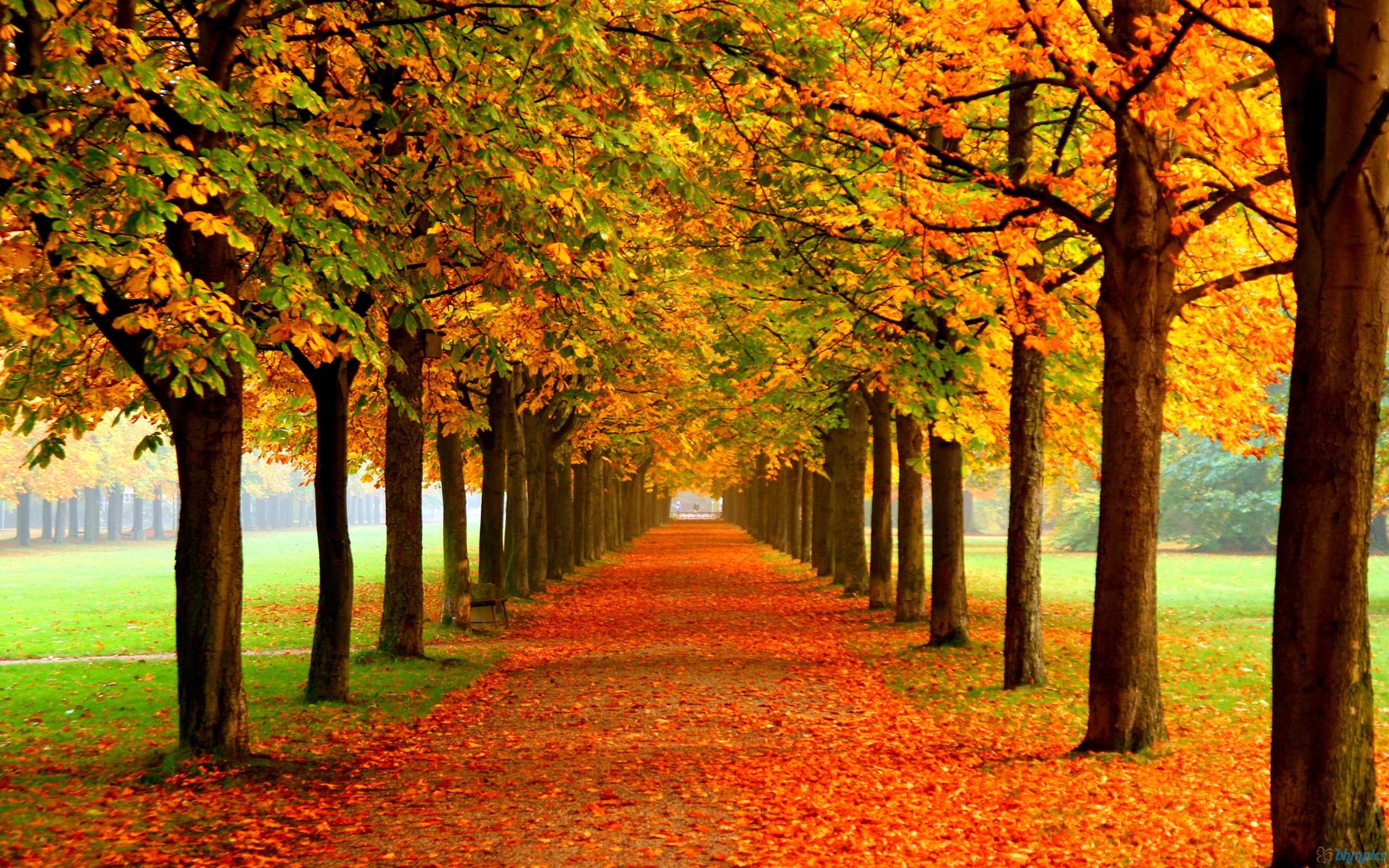 Viale alberato autunnale, 2560x1600 2K+, Desktop