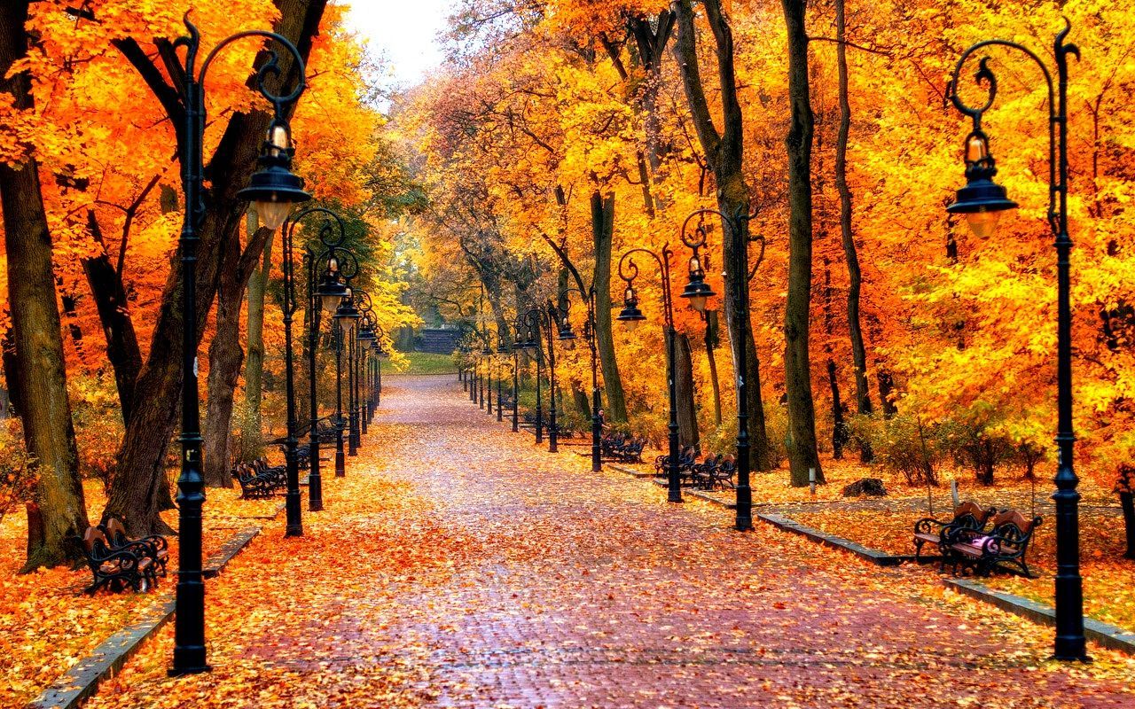 Viale alberato autunnale dorato, 1280x800 HD, ROG Asus Laptop