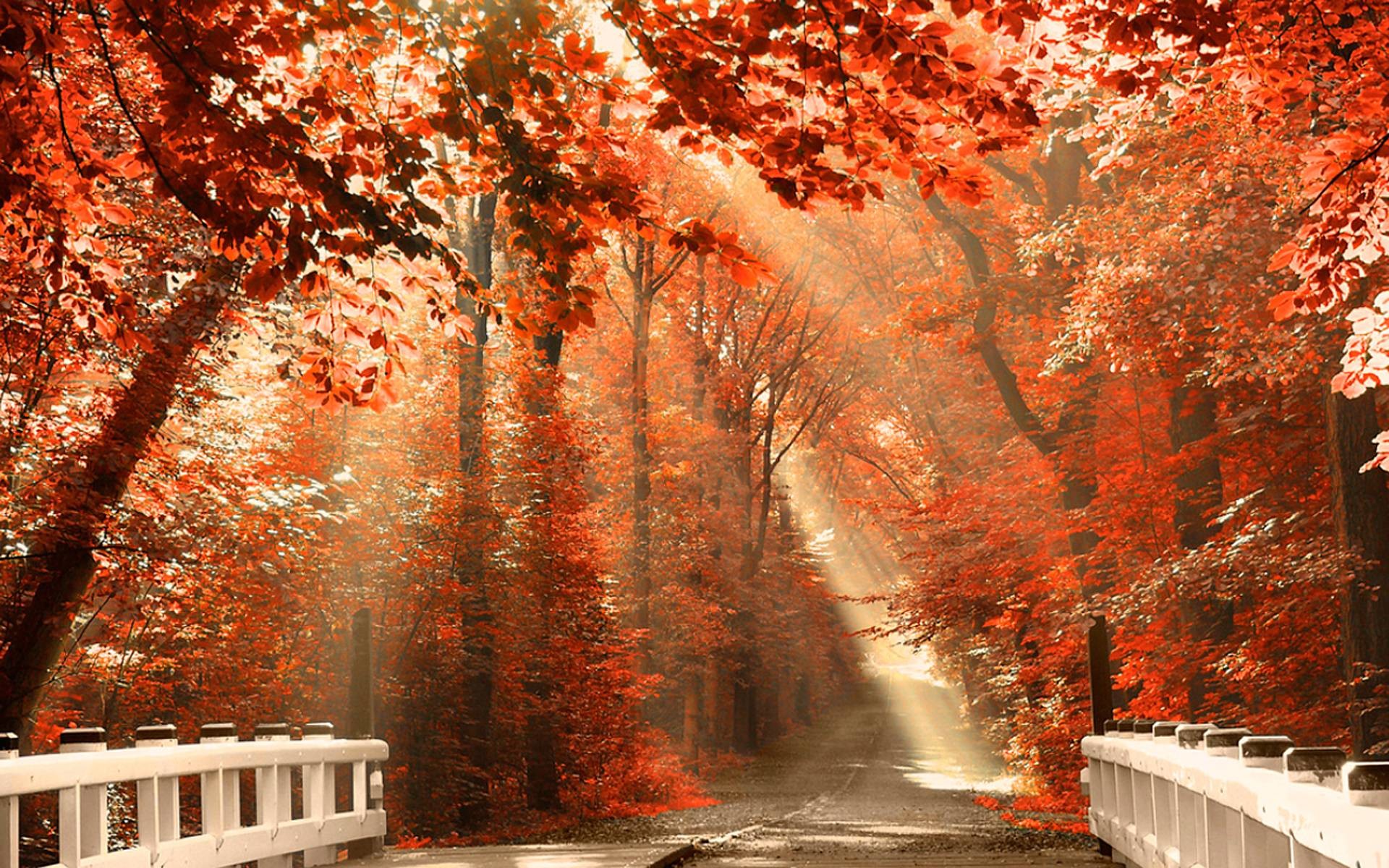 Sentiero autunnale con alberi rossi, 1920x1200 Full HD+, Laptop