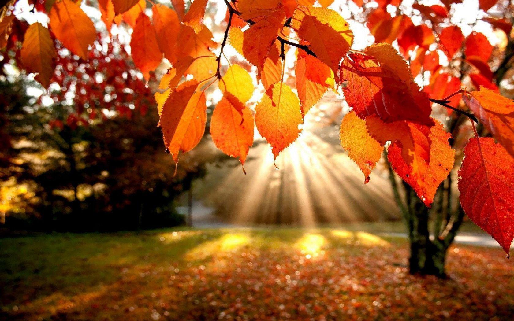 Viale alberato autunnale arancione, 2560x1600 WQXGA, PC