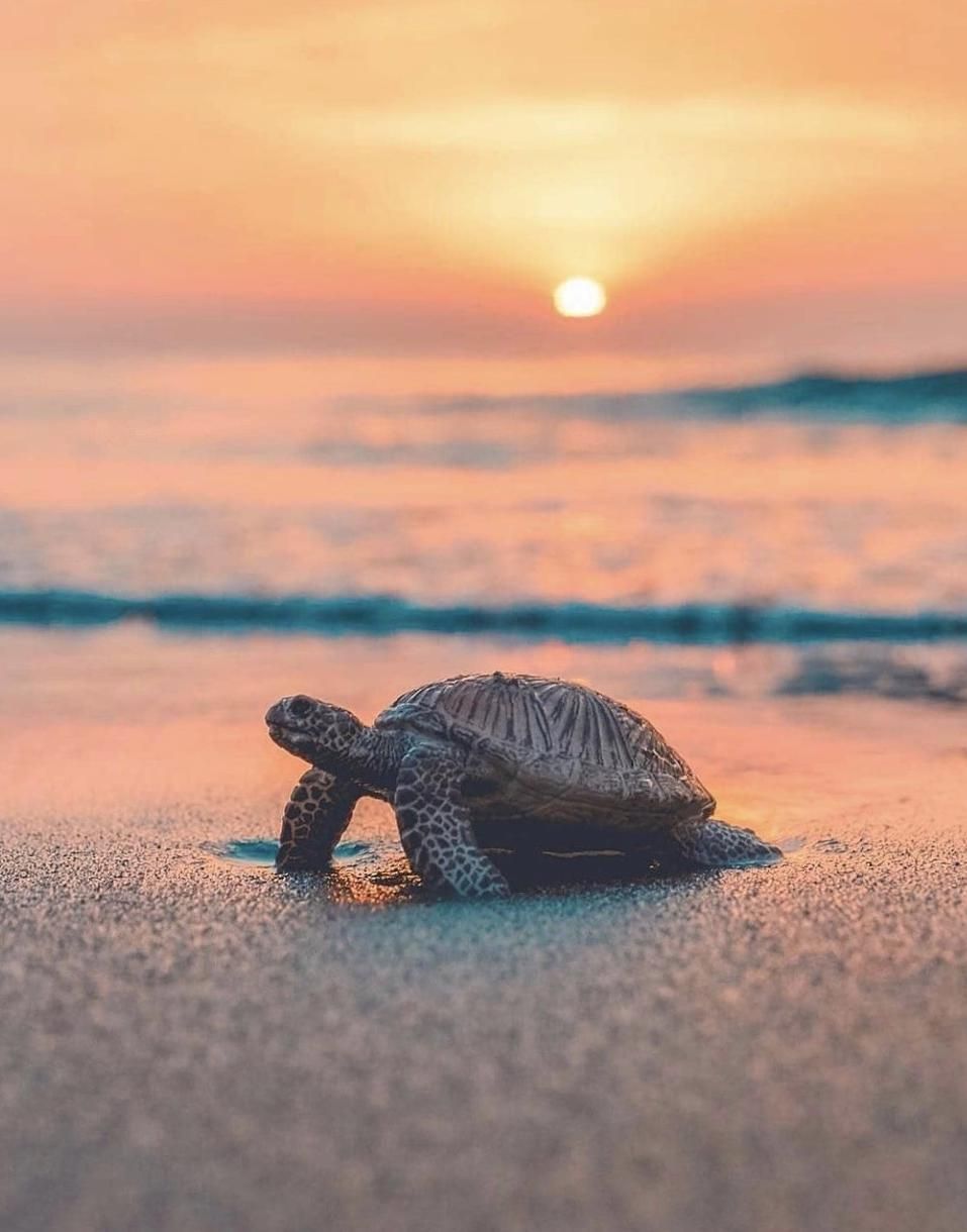 Tartaruga marina tramonto spiaggia, 957x1220 Full HD Verticale, Smartphone
