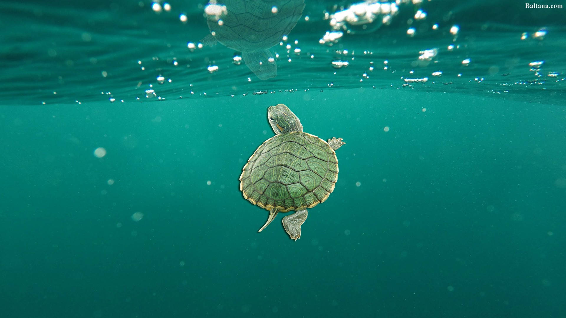 Tartaruga che nuota in oceano, 1920x1080 Full HD 1080p, PC
