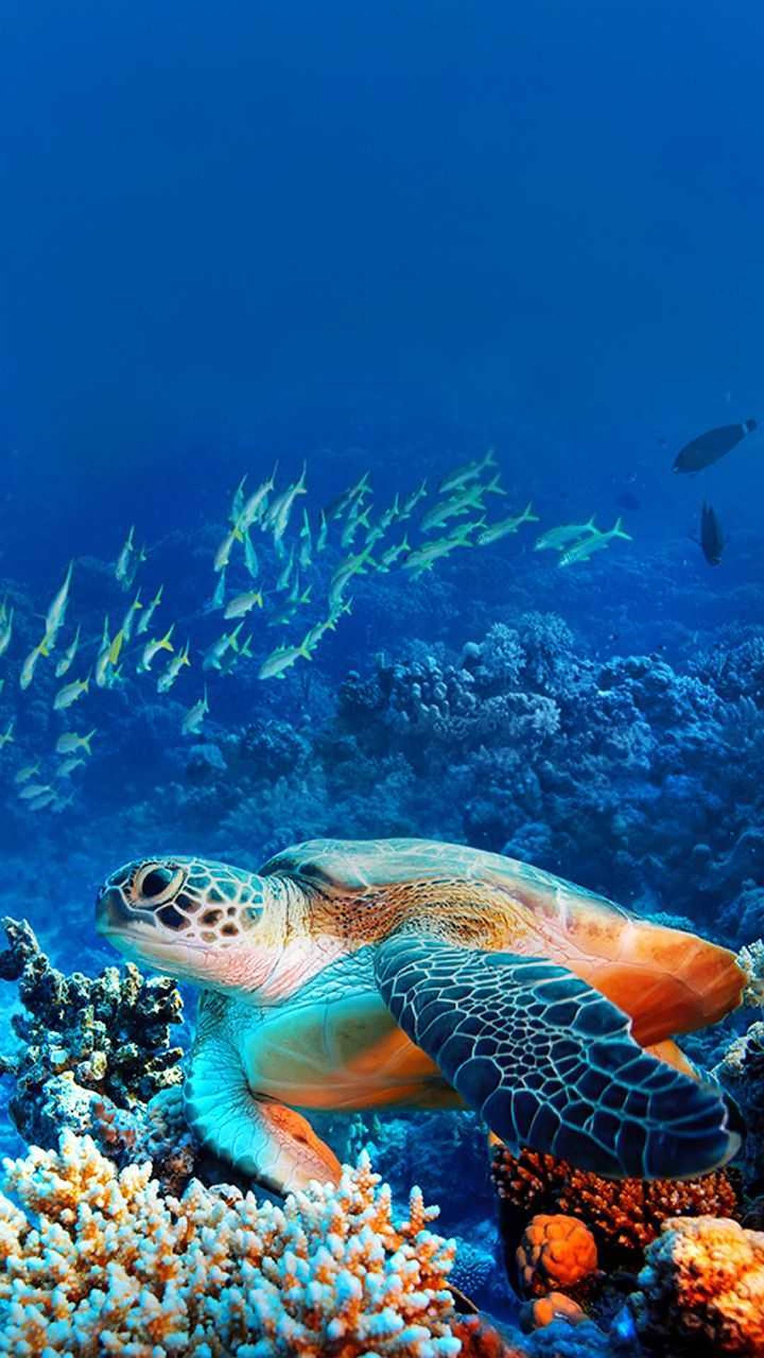 Tartaruga marina su barriera corallina, 1080x1920 Full HD Verticale, iPhone