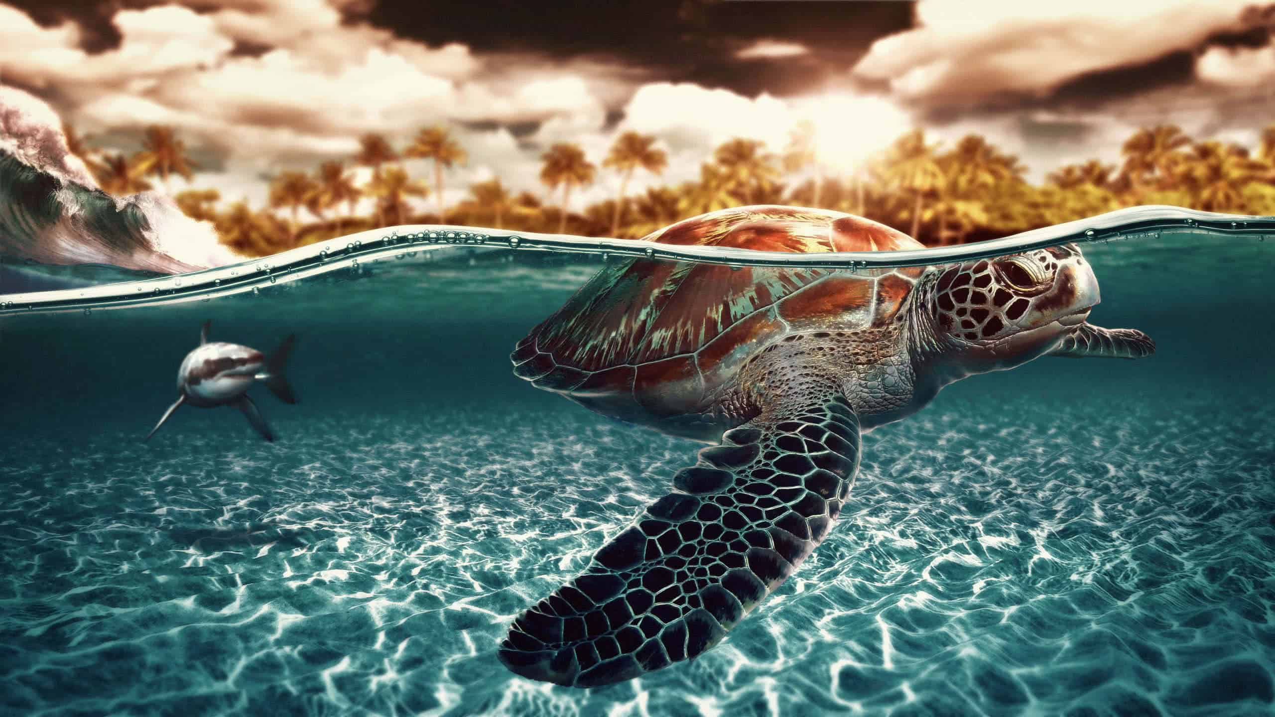 Tartaruga marina sott'acqua tropicale, 2560x1440 2K, Monitor Gaming