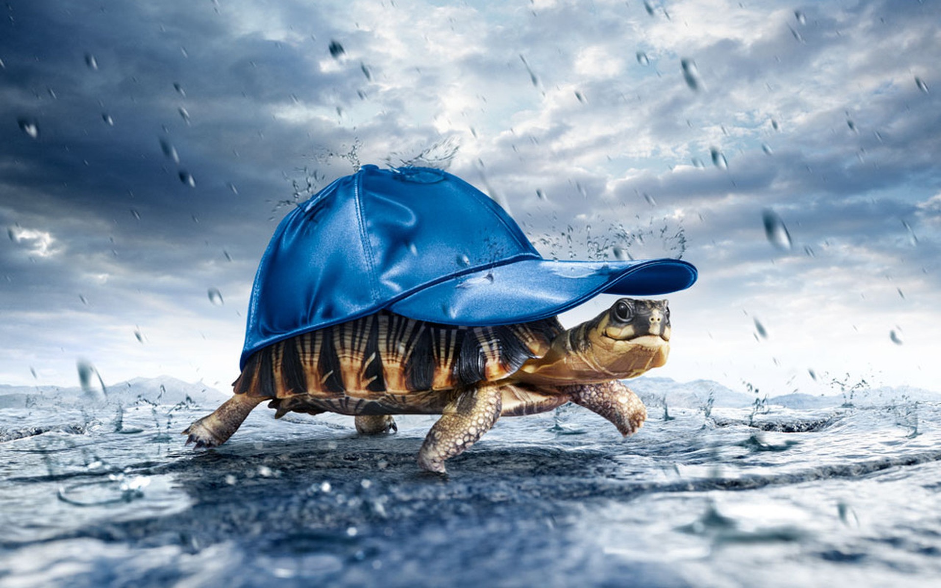 Tartaruga con cappellino blu pioggia, 1920x1200 Full HD+, Laptop
