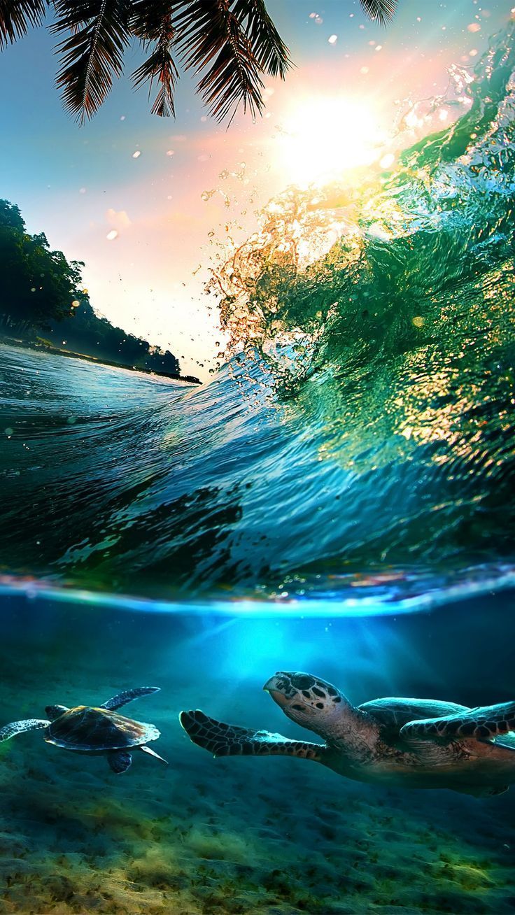 Tartarughe marine sott'acqua onda, 736x1308 Full HD Verticale, iPhone