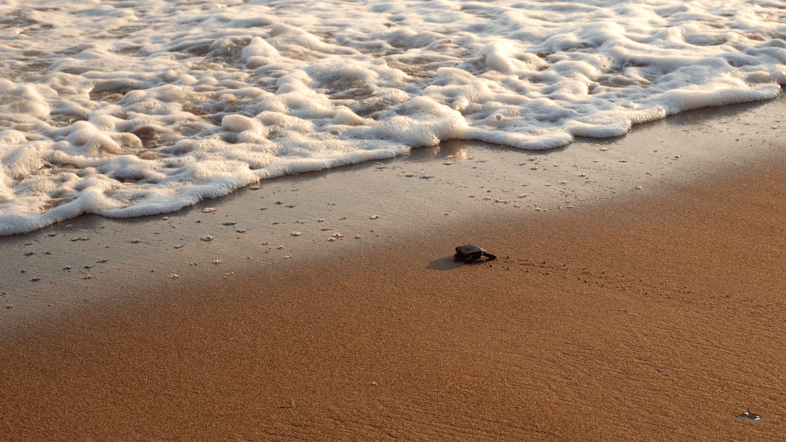 Tartarughina sulla spiaggia, 2560x1440 QHD, Laptop
