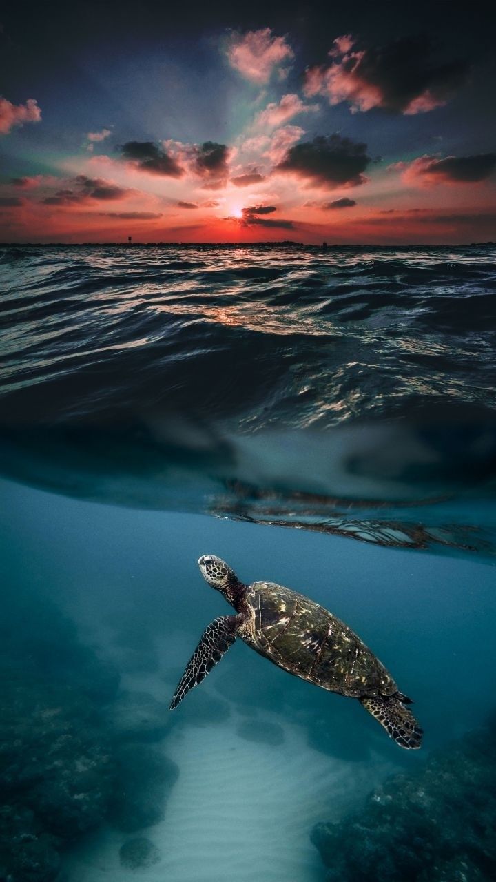 Tartaruga marina al tramonto, 720x1280 Full HD Verticale, Smartphone