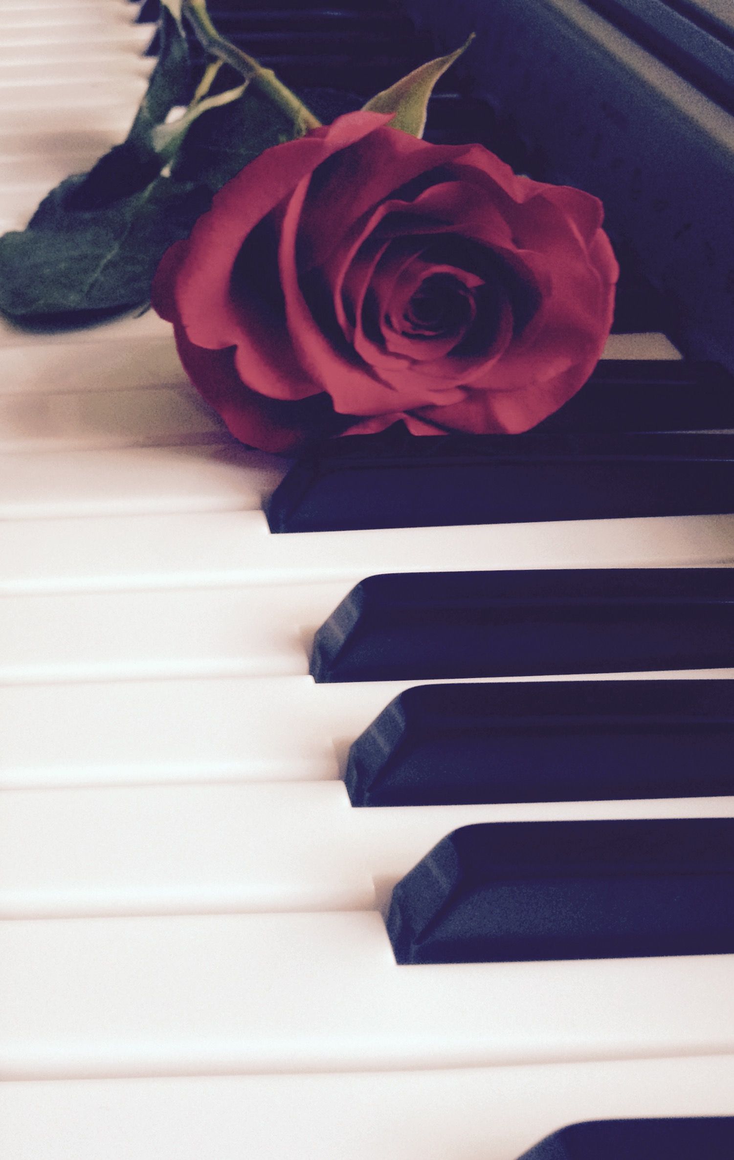 Rosa rossa su pianoforte, 1501x2373 Full HD Verticale, iPhone