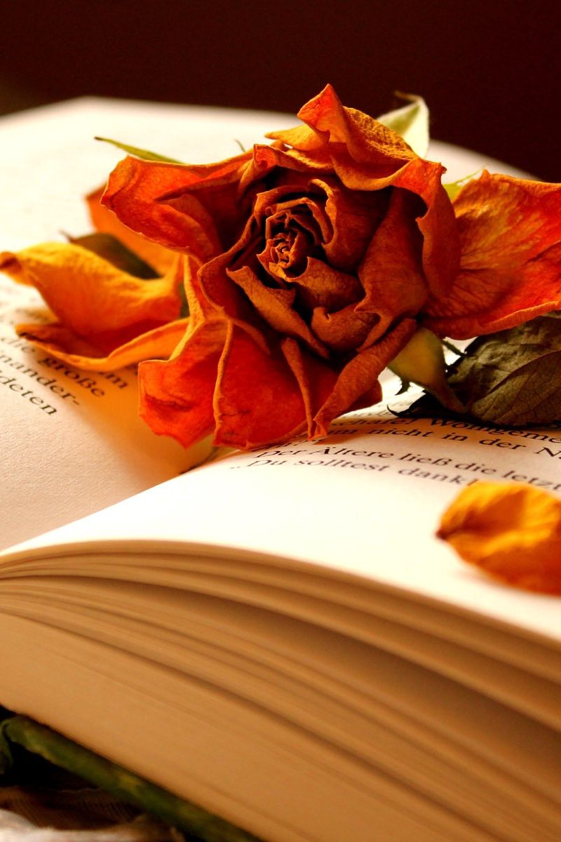 Rosa secca su libro aperto, 800x1200 Full HD Verticale, Smartphone