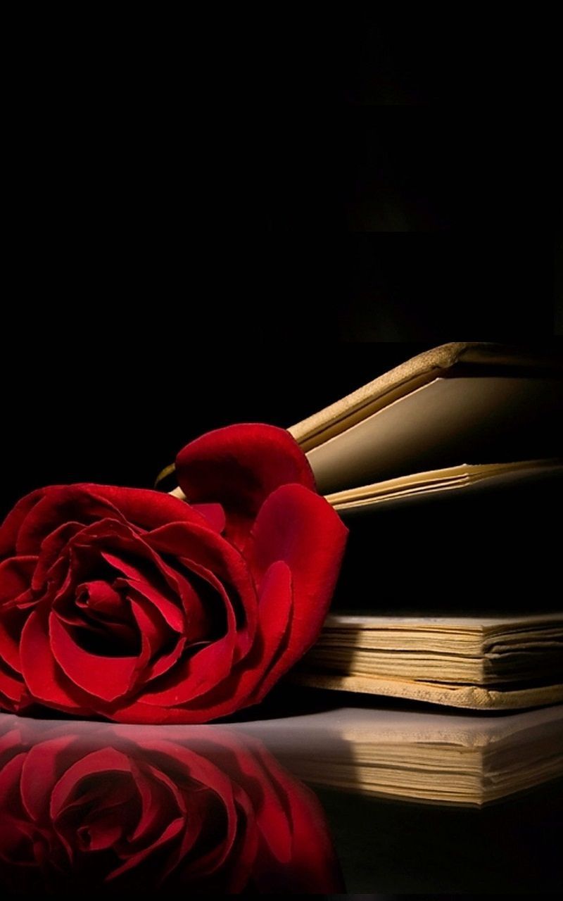 Rosa rossa e libri antichi, 800x1280 Verticale, Mobile