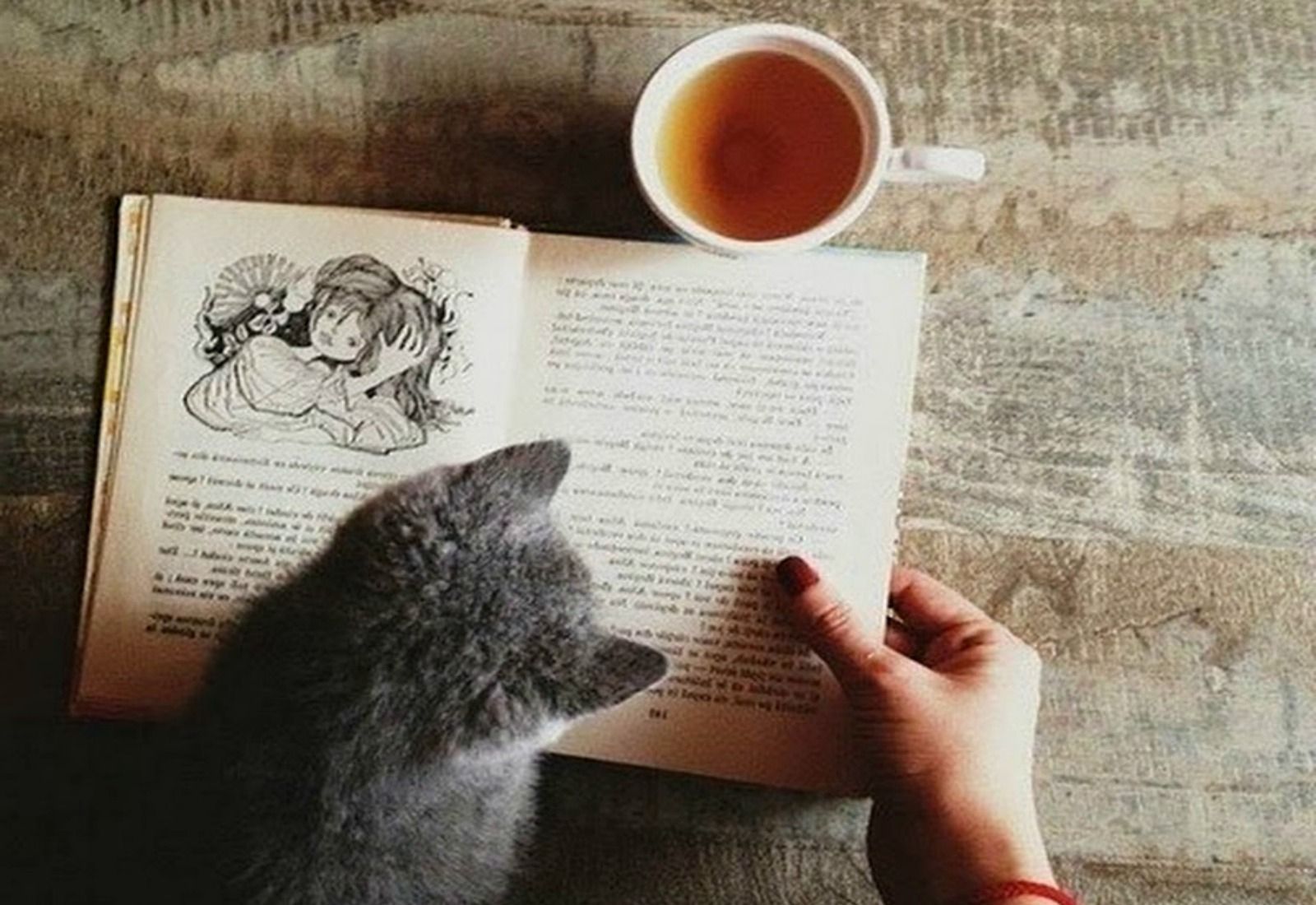 Gattino grigio con libro e tè, 1600x1100 HD, Desktop